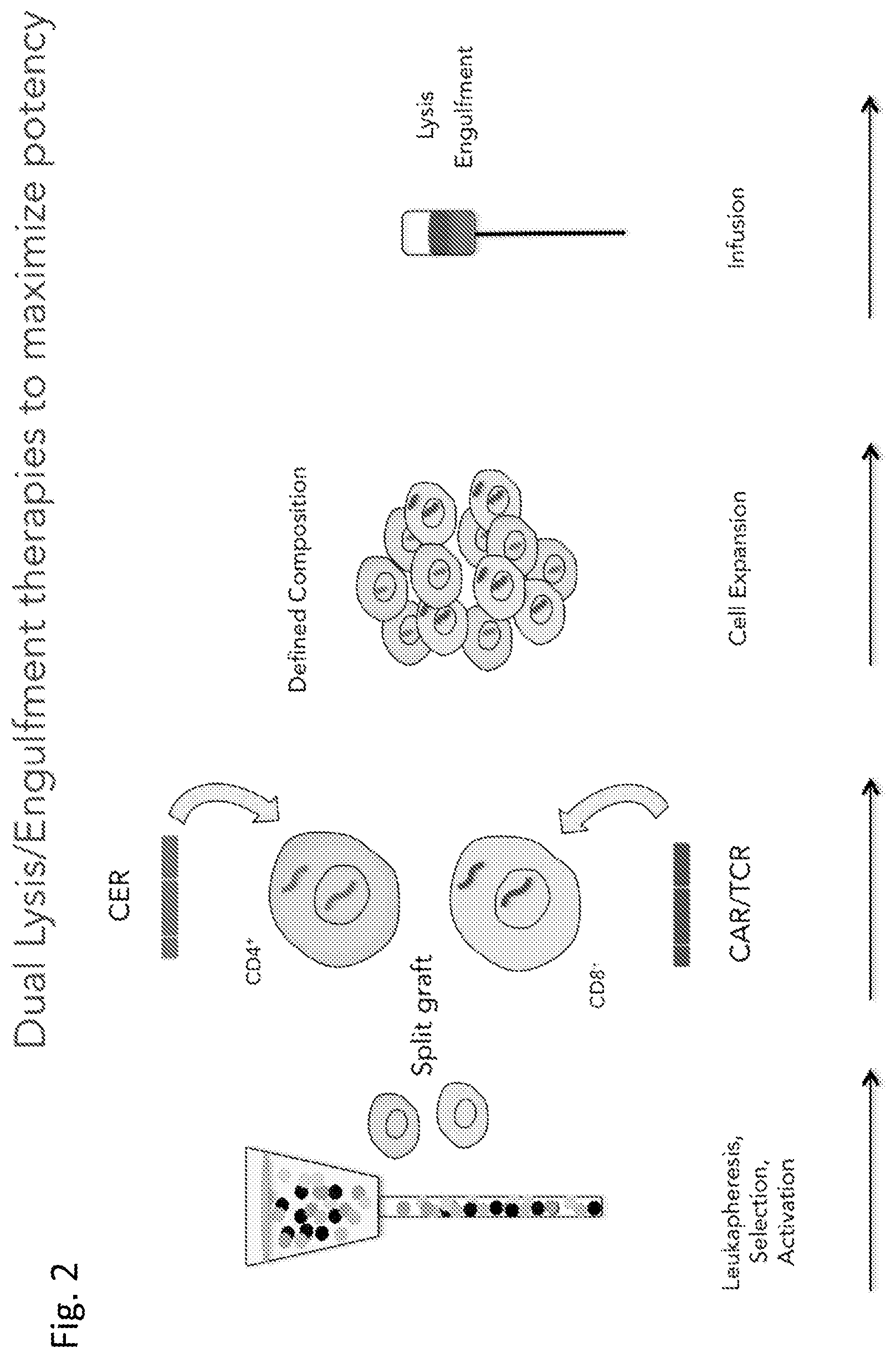 Patent US12303551 Figure 2 – Cellular immunotherapy compositions and uses thereof