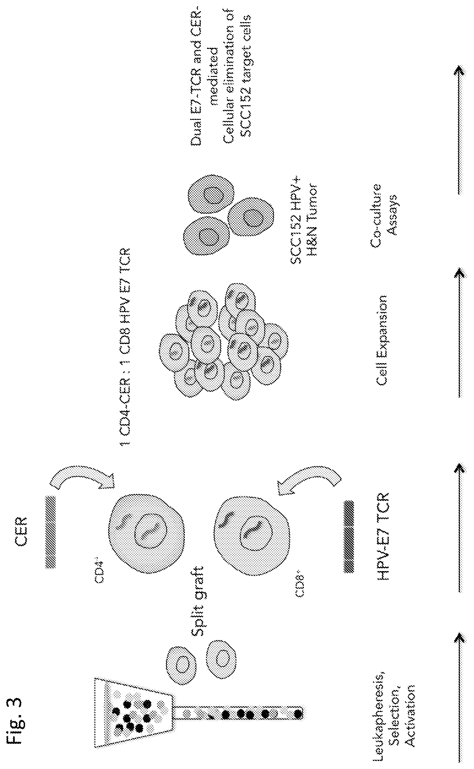 Patent US12303551 Figure 3 – Cellular immunotherapy compositions and uses thereof