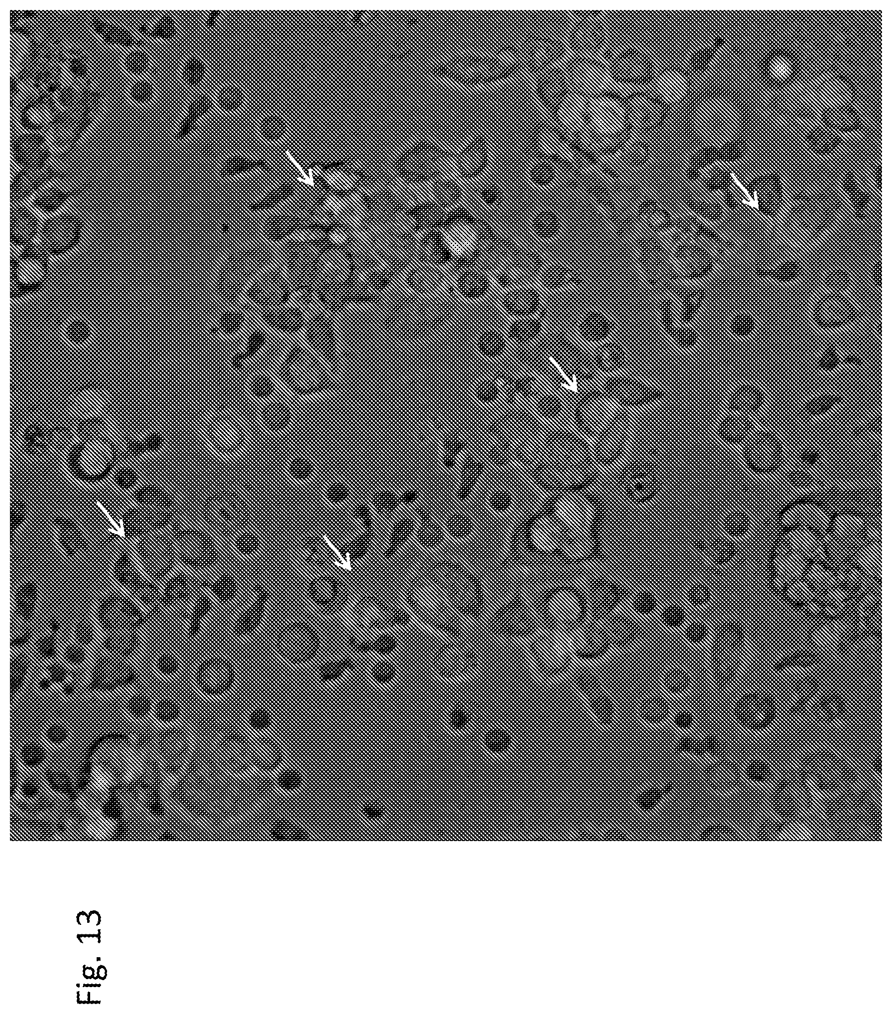 Patent US12303551 Figure 13 – Cellular immunotherapy compositions and uses thereof