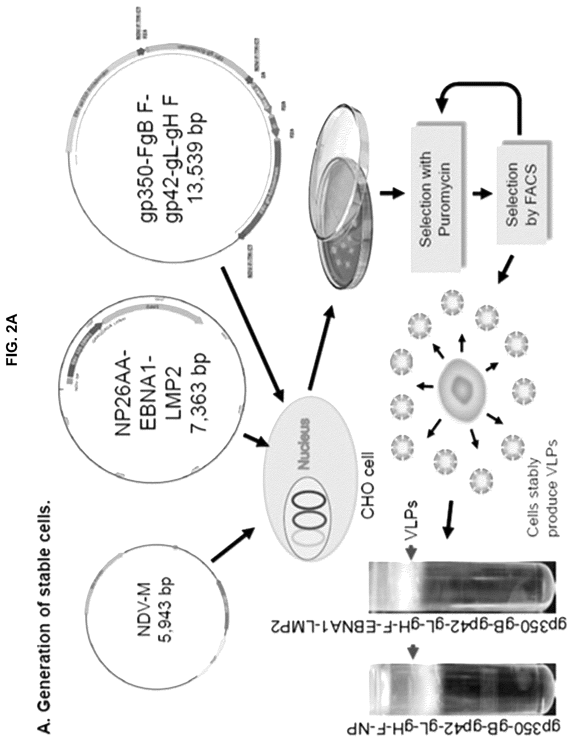 Patent US12303559 Figure 3 – Multivalent Epstein-Barr virus-like particles and uses thereof
