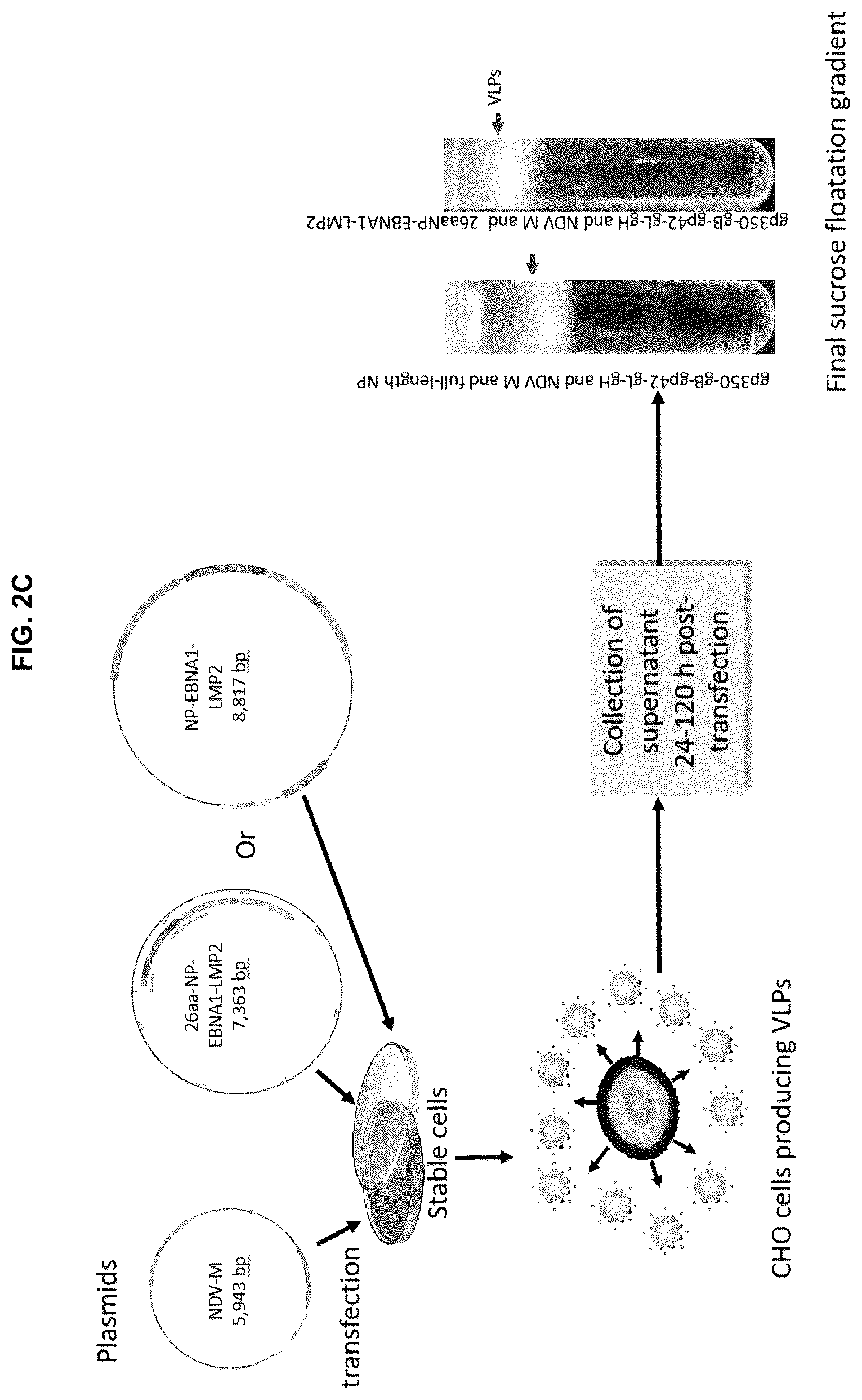 Patent US12303559 Figure 5 – Multivalent Epstein-Barr virus-like particles and uses thereof