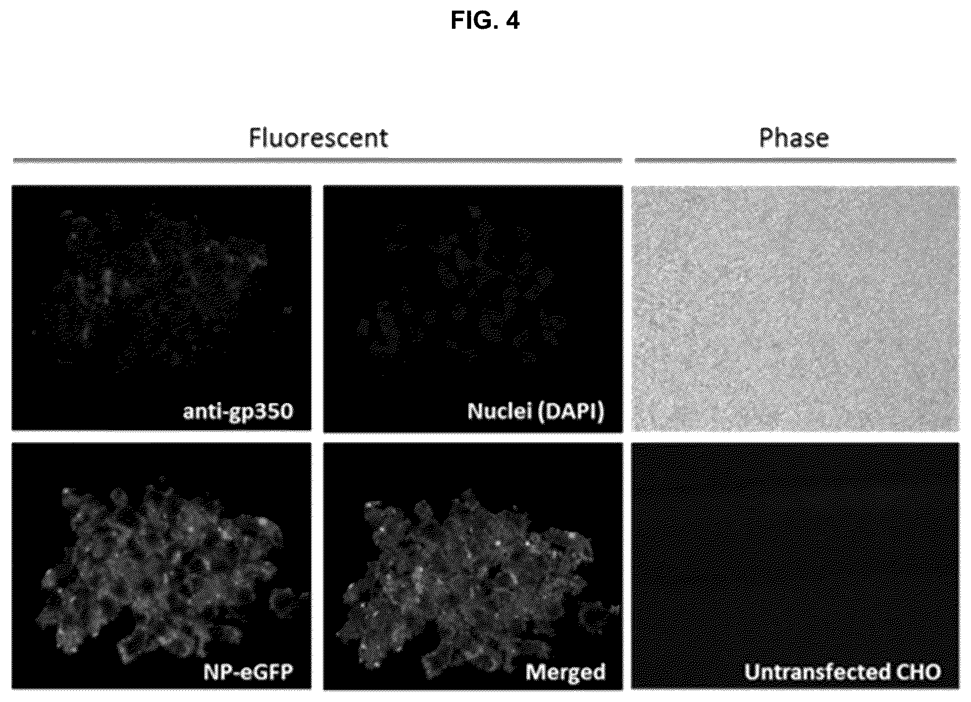 Patent US12303559 Figure 7 – Multivalent Epstein-Barr virus-like particles and uses thereof