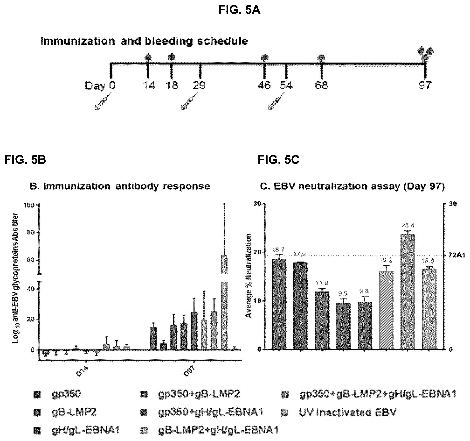 Patent US12303559 Figure 8 – Multivalent Epstein-Barr virus-like particles and uses thereof
