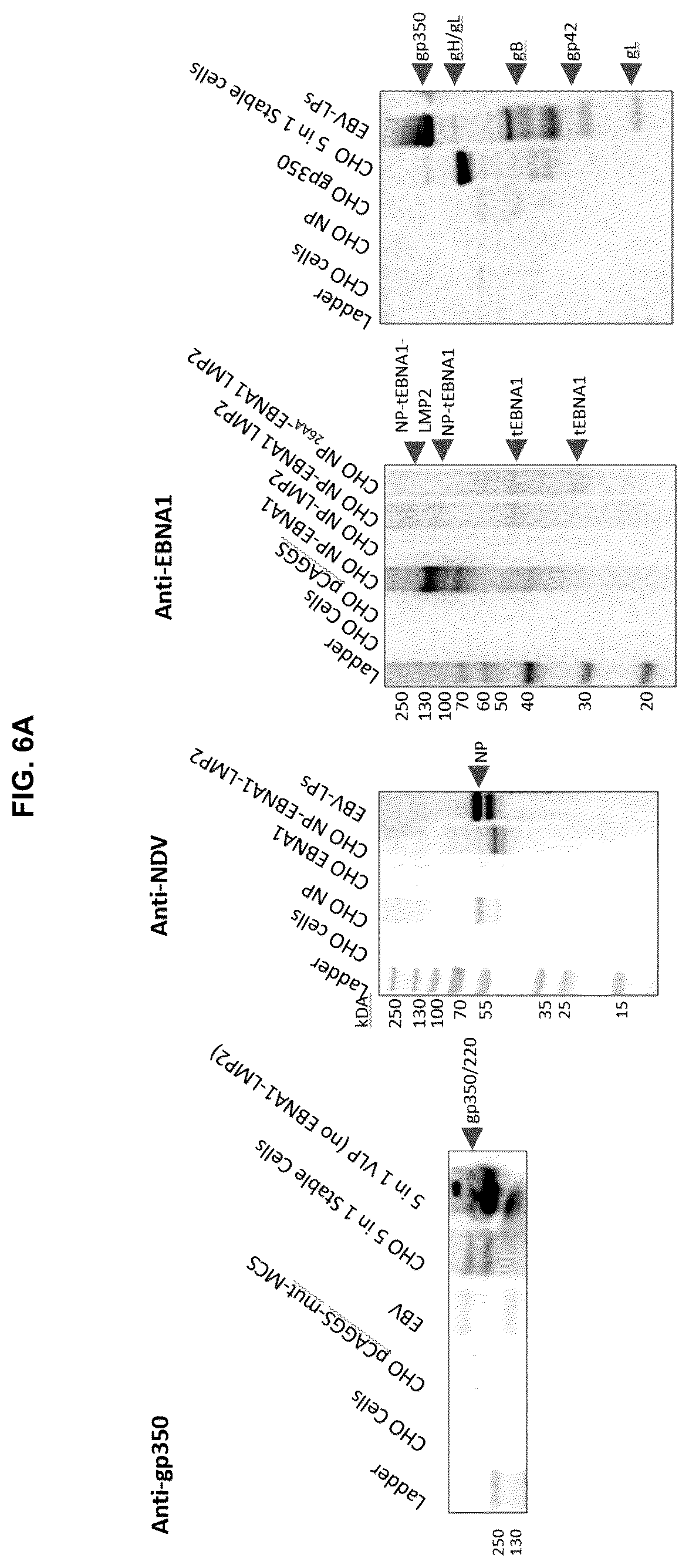 Patent US12303559 Figure 9 – Multivalent Epstein-Barr virus-like particles and uses thereof
