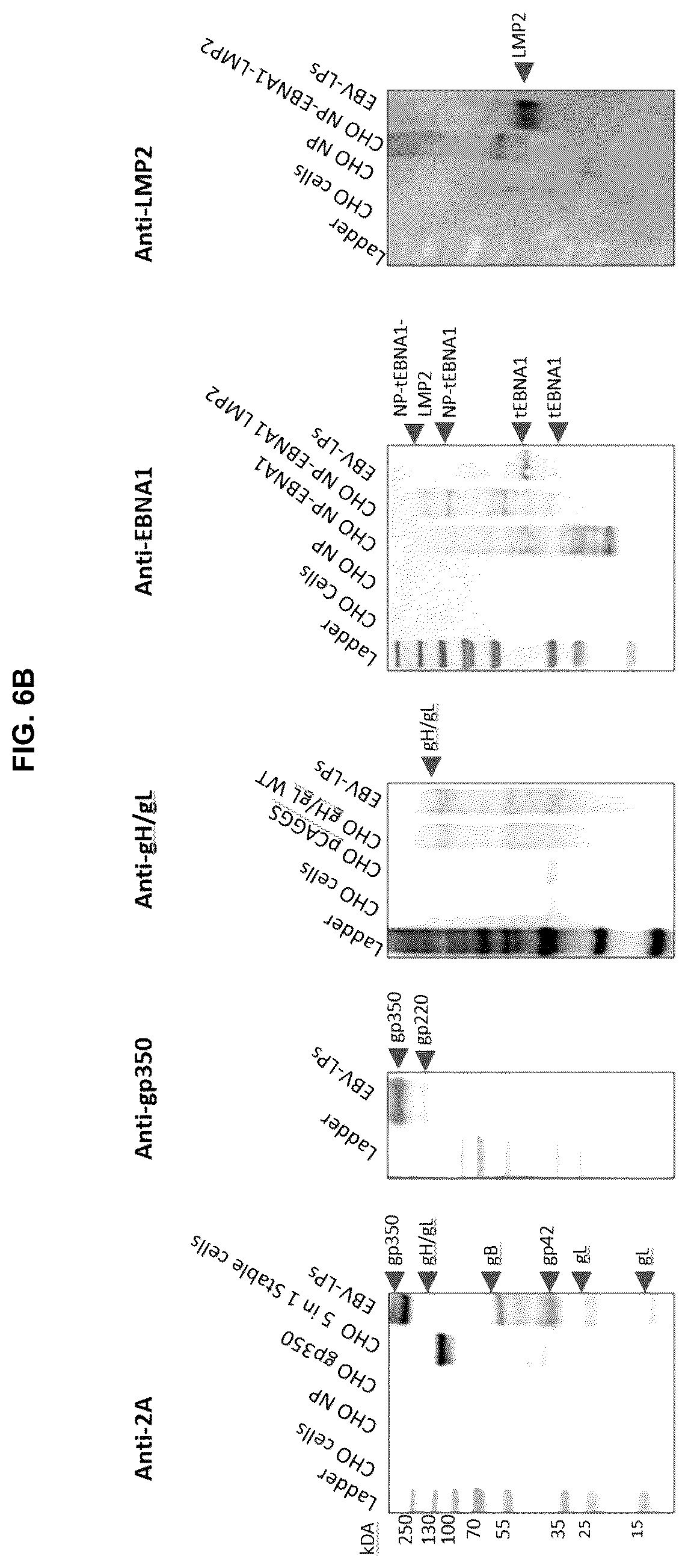 Patent US12303559 Figure 10 – Multivalent Epstein-Barr virus-like particles and uses thereof