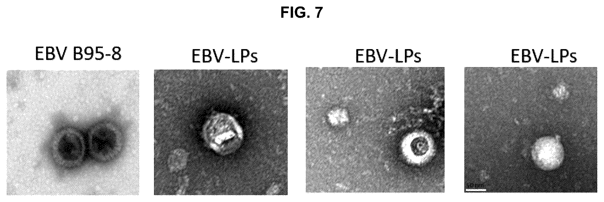 Patent US12303559 Figure 11 – Multivalent Epstein-Barr virus-like particles and uses thereof