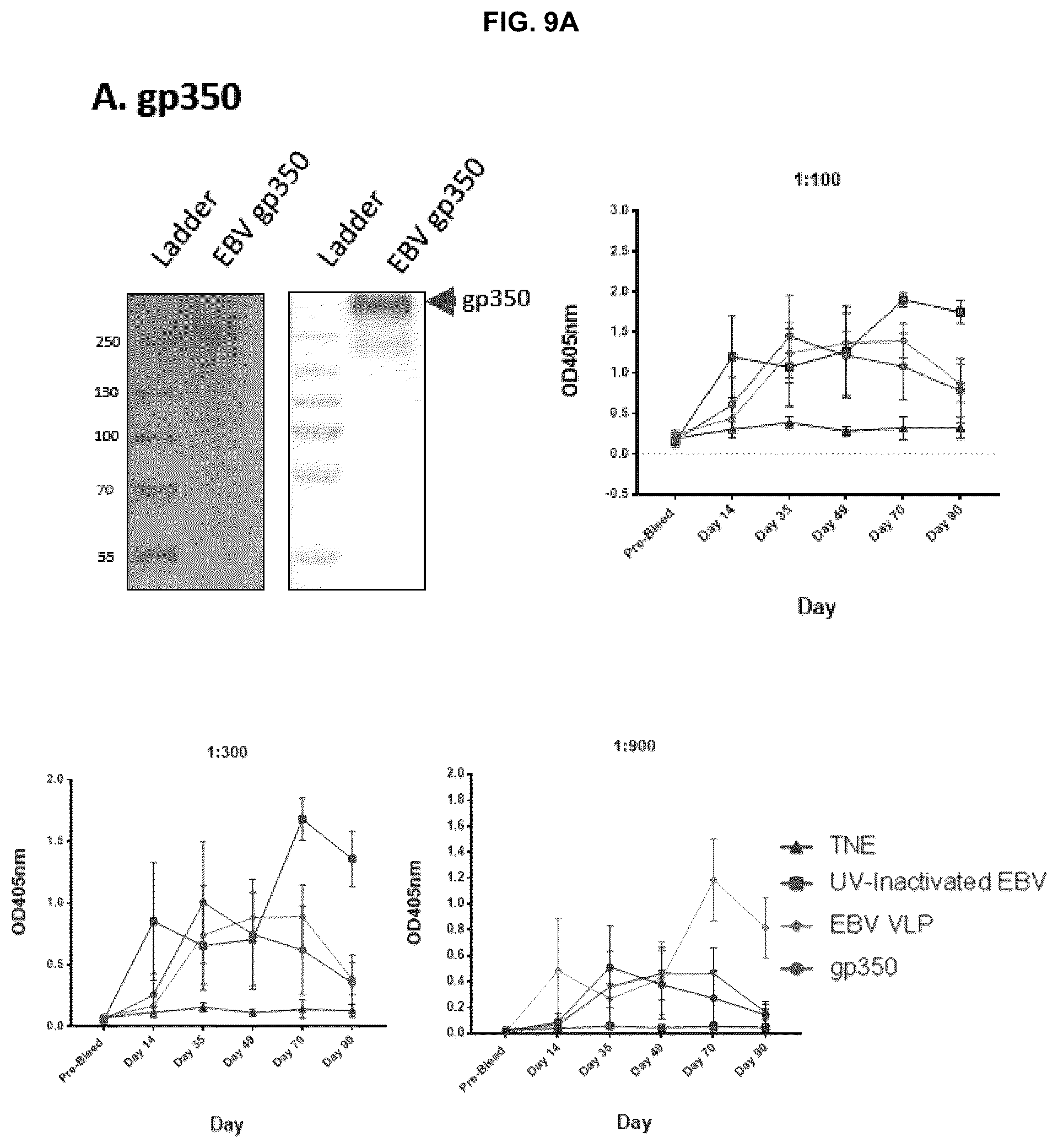 Patent US12303559 Figure 13 – Multivalent Epstein-Barr virus-like particles and uses thereof