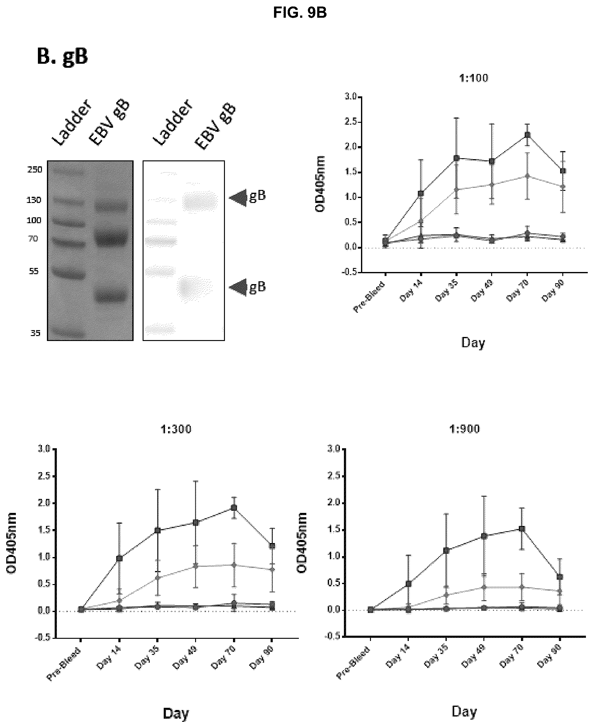 Patent US12303559 Figure 14 – Multivalent Epstein-Barr virus-like particles and uses thereof