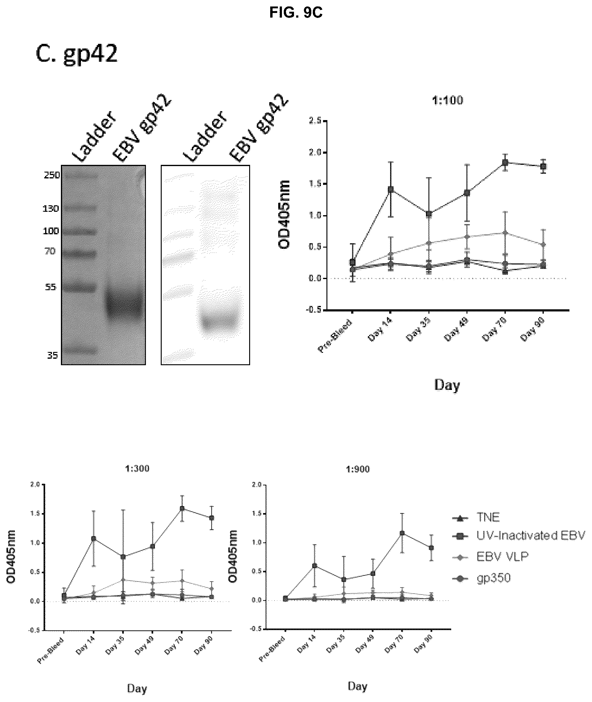 Patent US12303559 Figure 15 – Multivalent Epstein-Barr virus-like particles and uses thereof