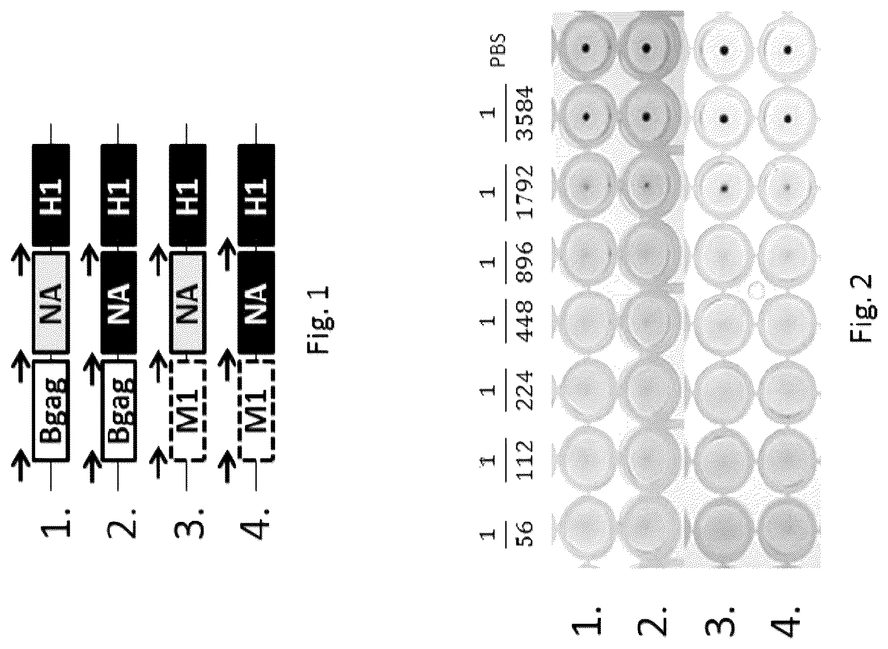 Patent US12303560 Figure 1 – Recombinant bovine immunodeficiency virus-like particles comprising an influenza HA transmembrane domain and C-terminus