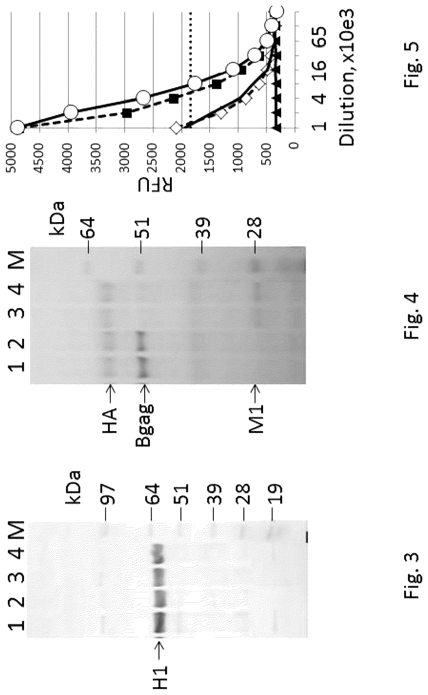 Patent US12303560 Figure 2 – Recombinant bovine immunodeficiency virus-like particles comprising an influenza HA transmembrane domain and C-terminus