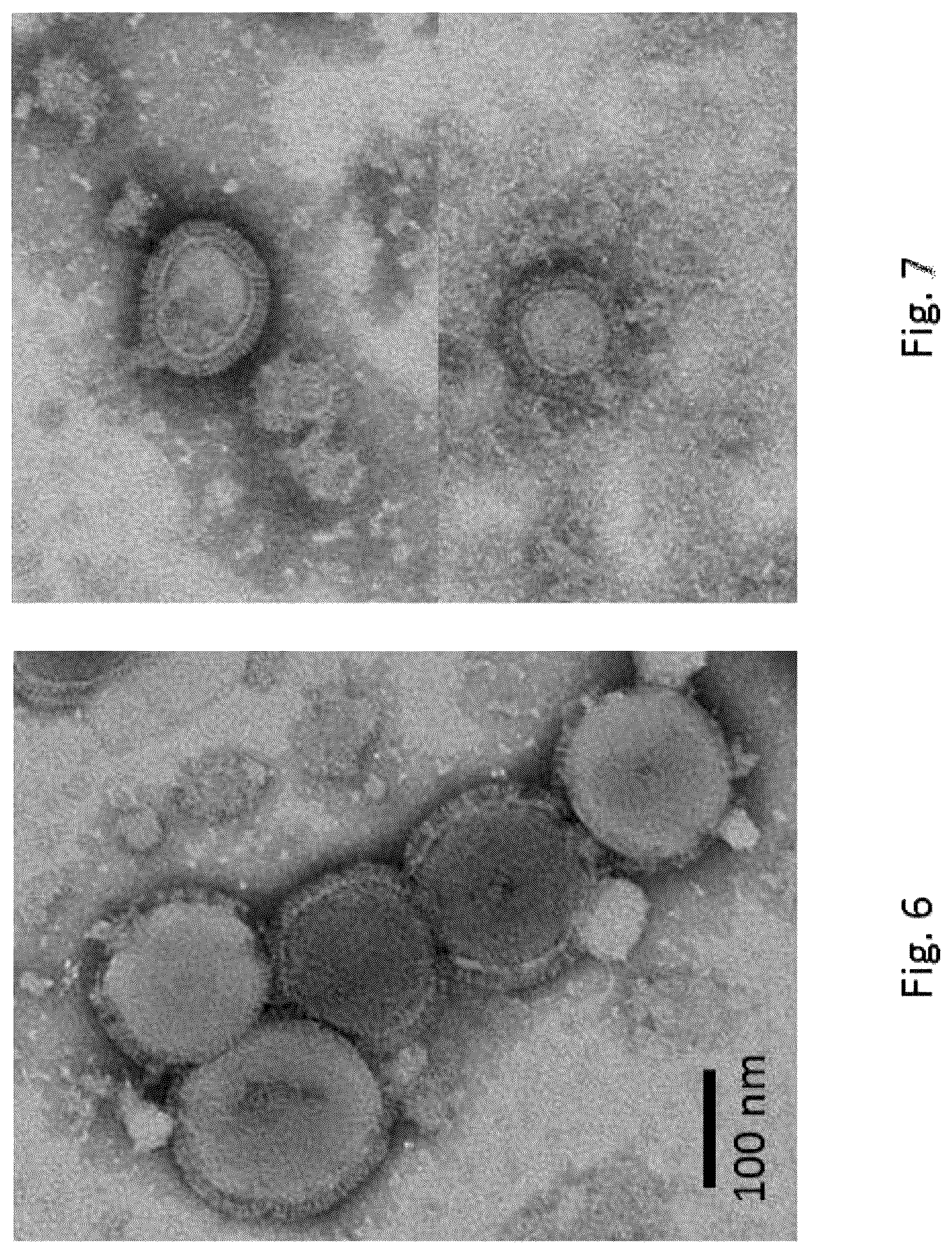 Patent US12303560 Figure 3 – Recombinant bovine immunodeficiency virus-like particles comprising an influenza HA transmembrane domain and C-terminus