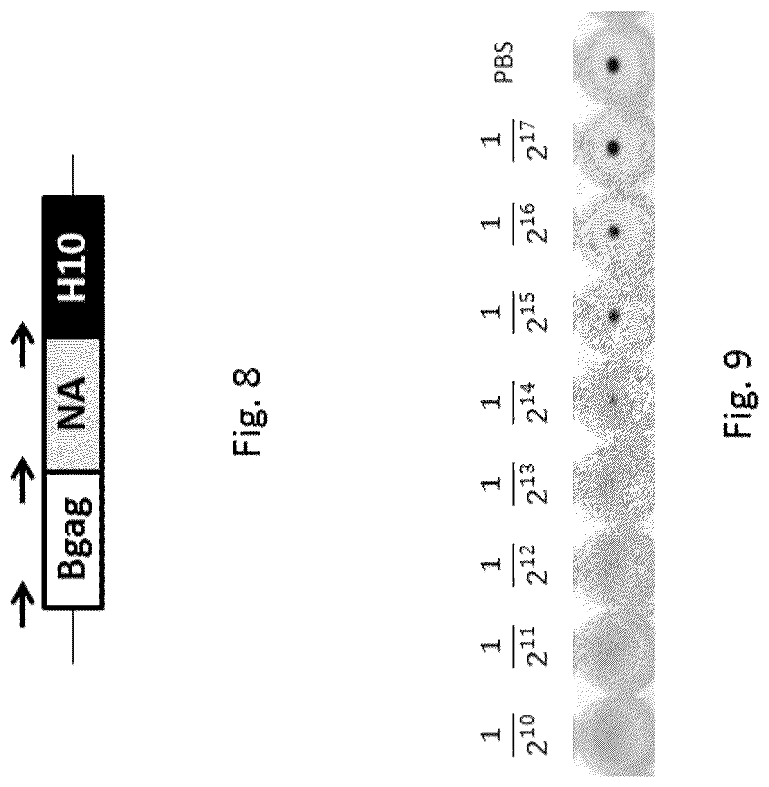 Patent US12303560 Figure 4 – Recombinant bovine immunodeficiency virus-like particles comprising an influenza HA transmembrane domain and C-terminus
