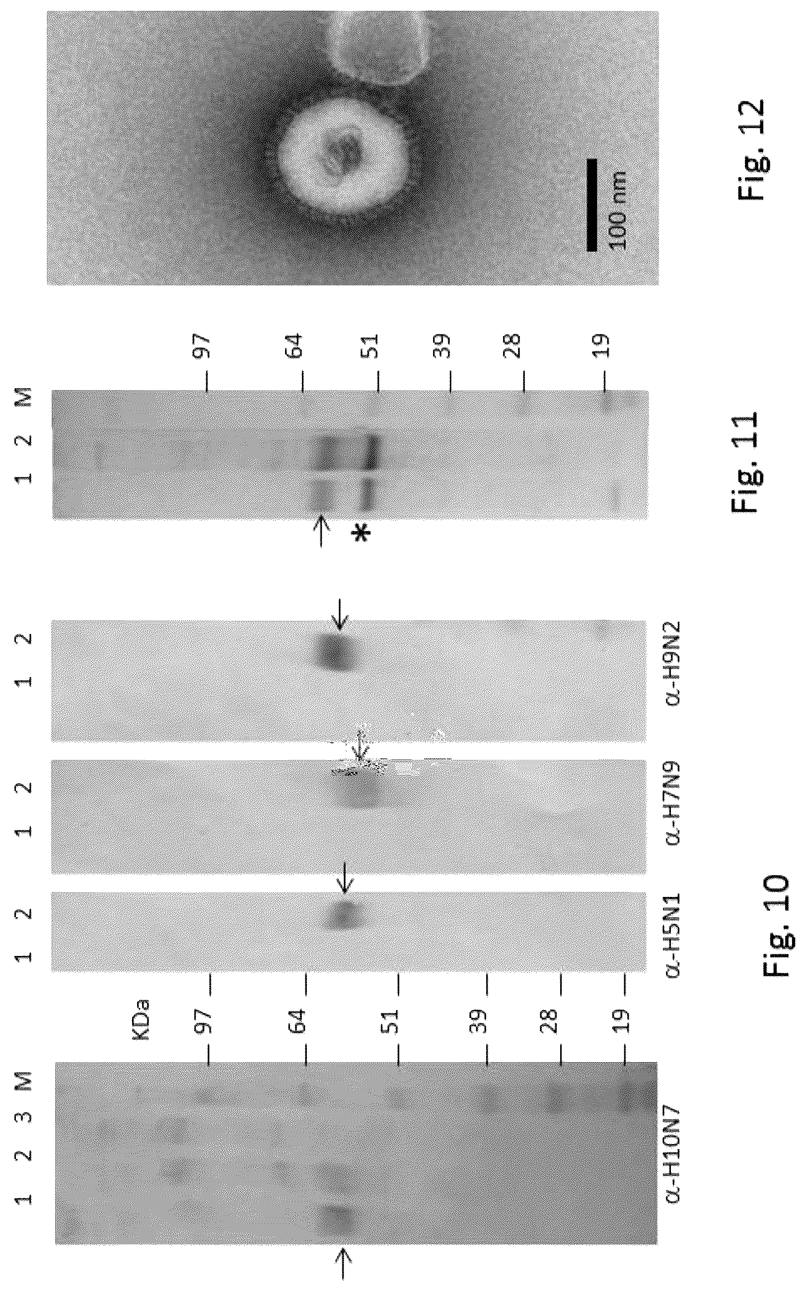 Patent US12303560 Figure 5 – Recombinant bovine immunodeficiency virus-like particles comprising an influenza HA transmembrane domain and C-terminus