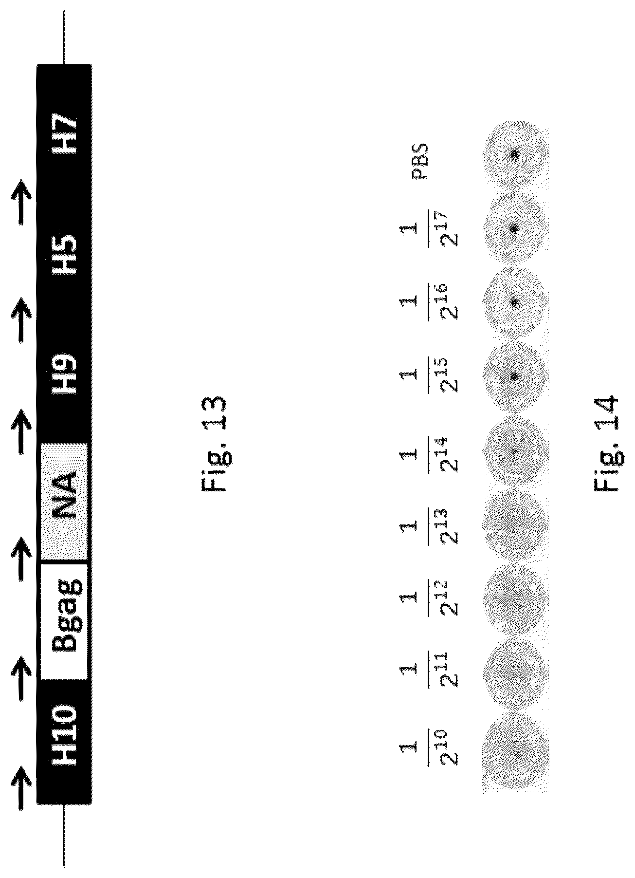 Patent US12303560 Figure 6 – Recombinant bovine immunodeficiency virus-like particles comprising an influenza HA transmembrane domain and C-terminus