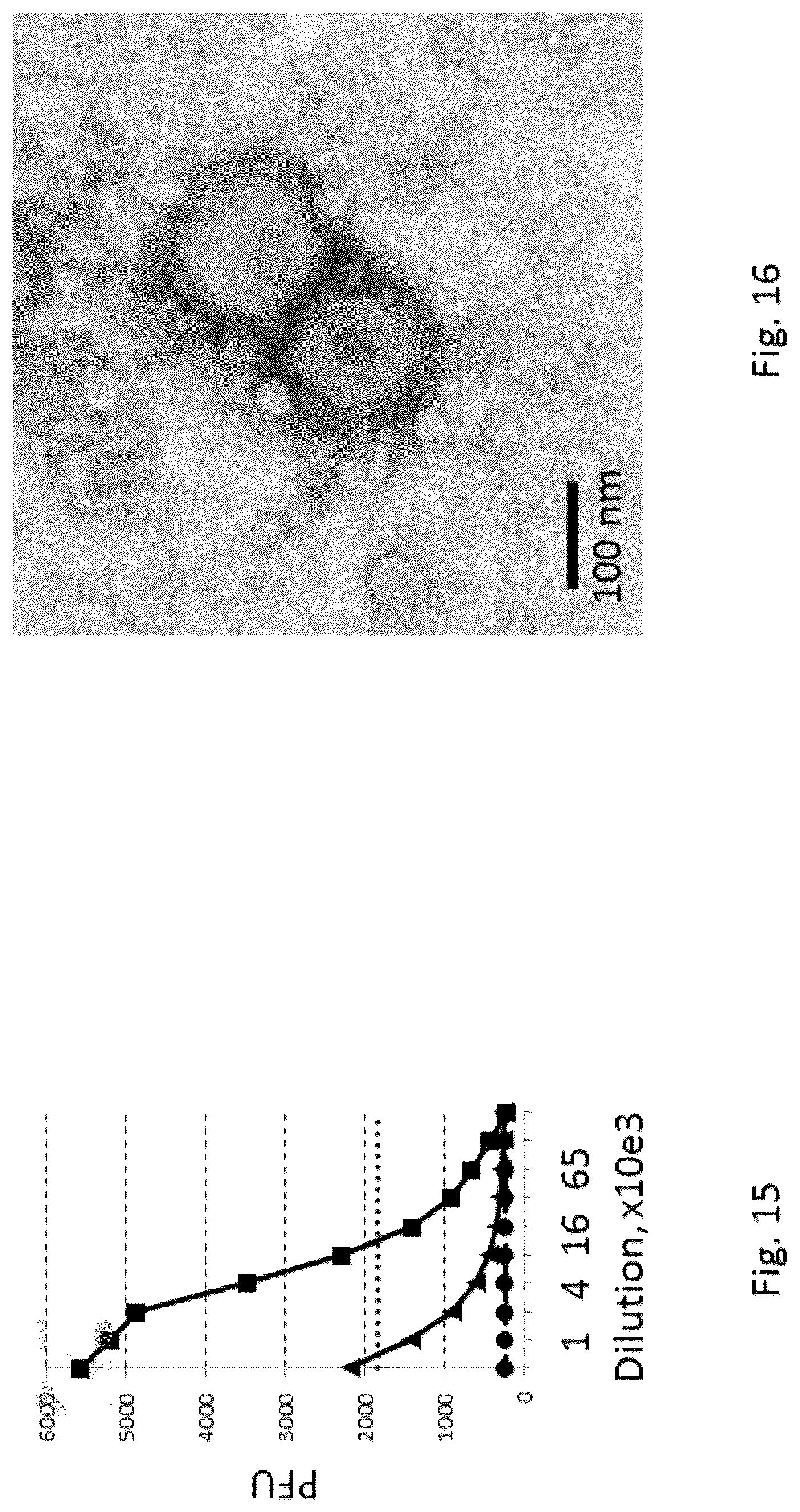Patent US12303560 Figure 7 – Recombinant bovine immunodeficiency virus-like particles comprising an influenza HA transmembrane domain and C-terminus