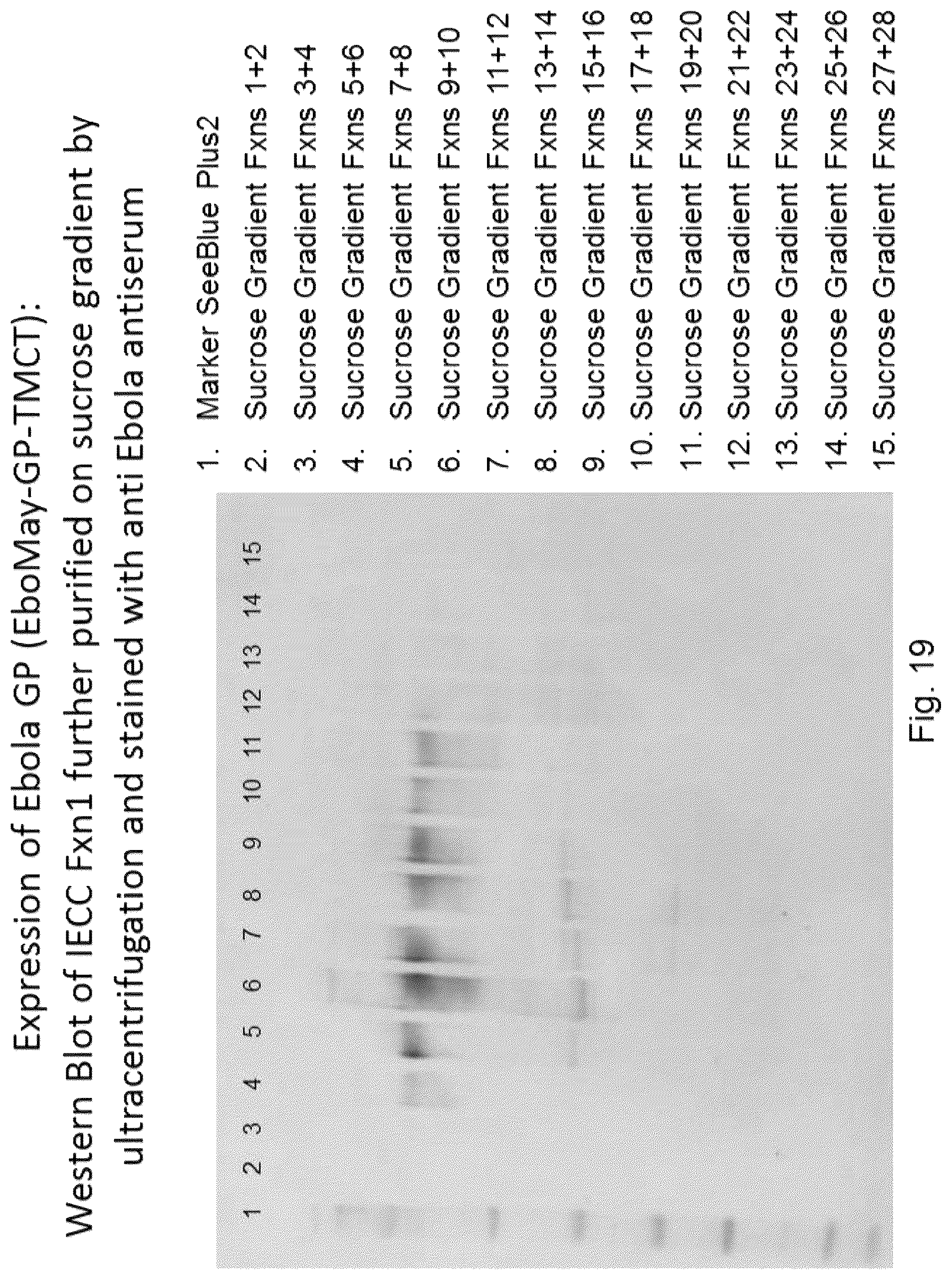 Patent US12303560 Figure 10 – Recombinant bovine immunodeficiency virus-like particles comprising an influenza HA transmembrane domain and C-terminus