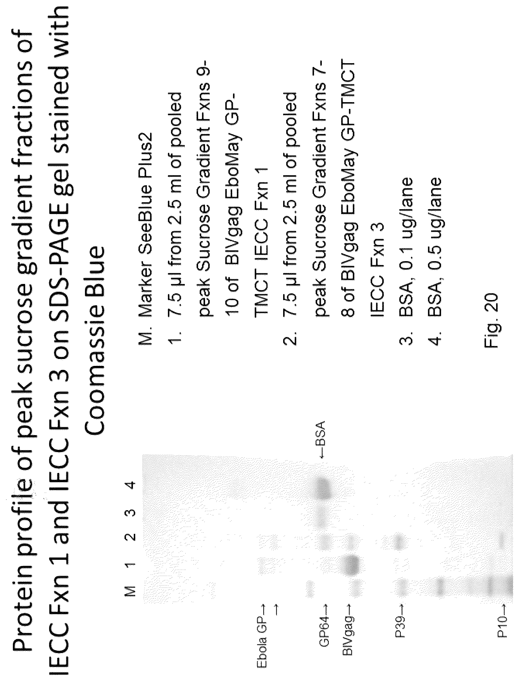 Patent US12303560 Figure 11 – Recombinant bovine immunodeficiency virus-like particles comprising an influenza HA transmembrane domain and C-terminus