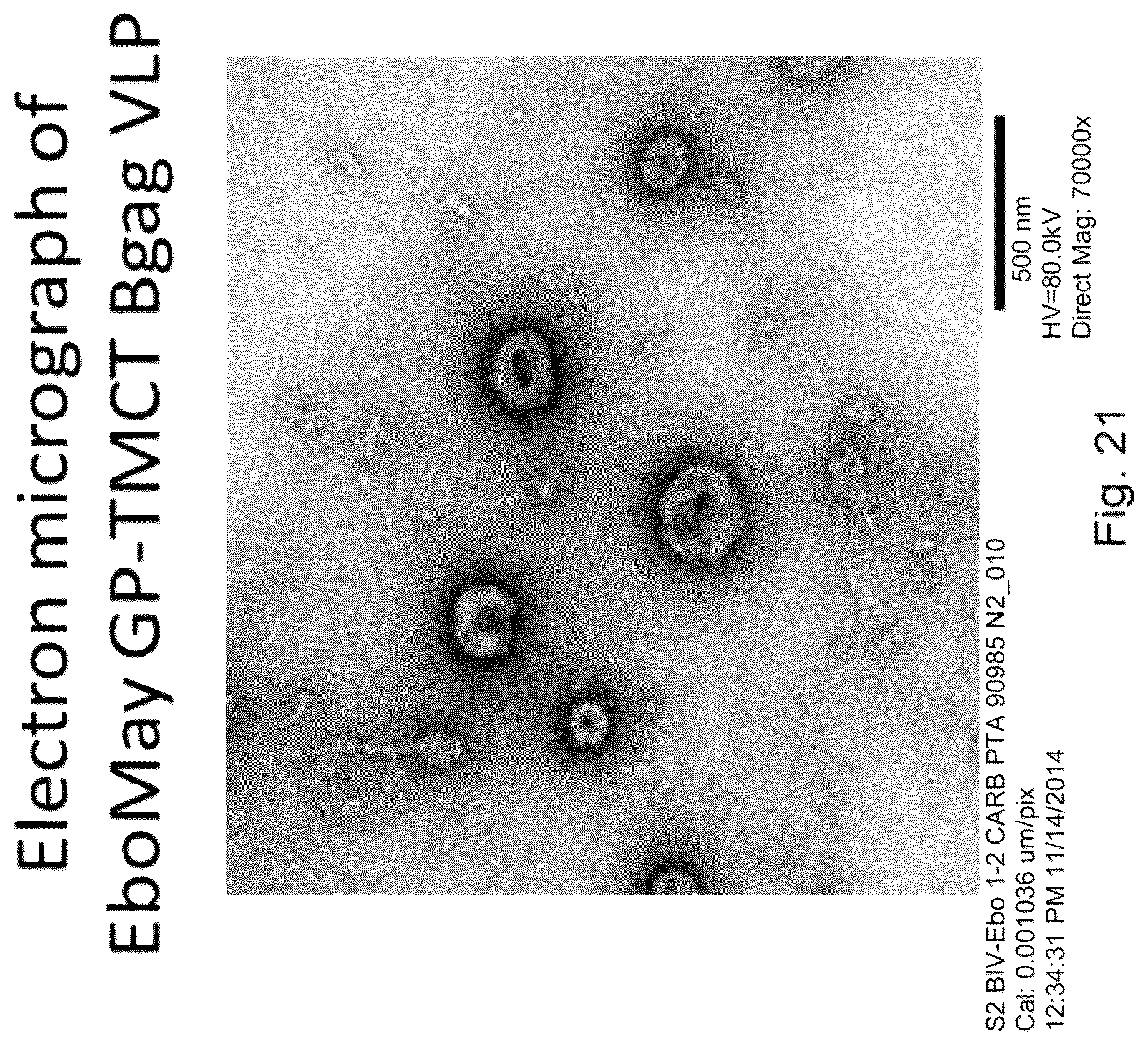 Patent US12303560 Figure 12 – Recombinant bovine immunodeficiency virus-like particles comprising an influenza HA transmembrane domain and C-terminus