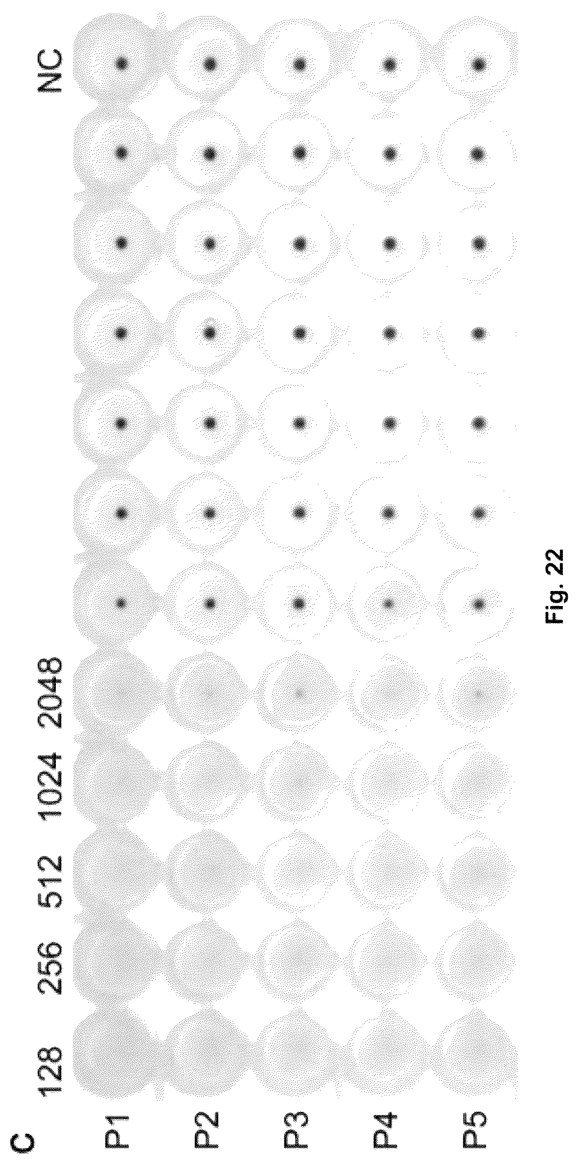 Patent US12303560 Figure 13 – Recombinant bovine immunodeficiency virus-like particles comprising an influenza HA transmembrane domain and C-terminus