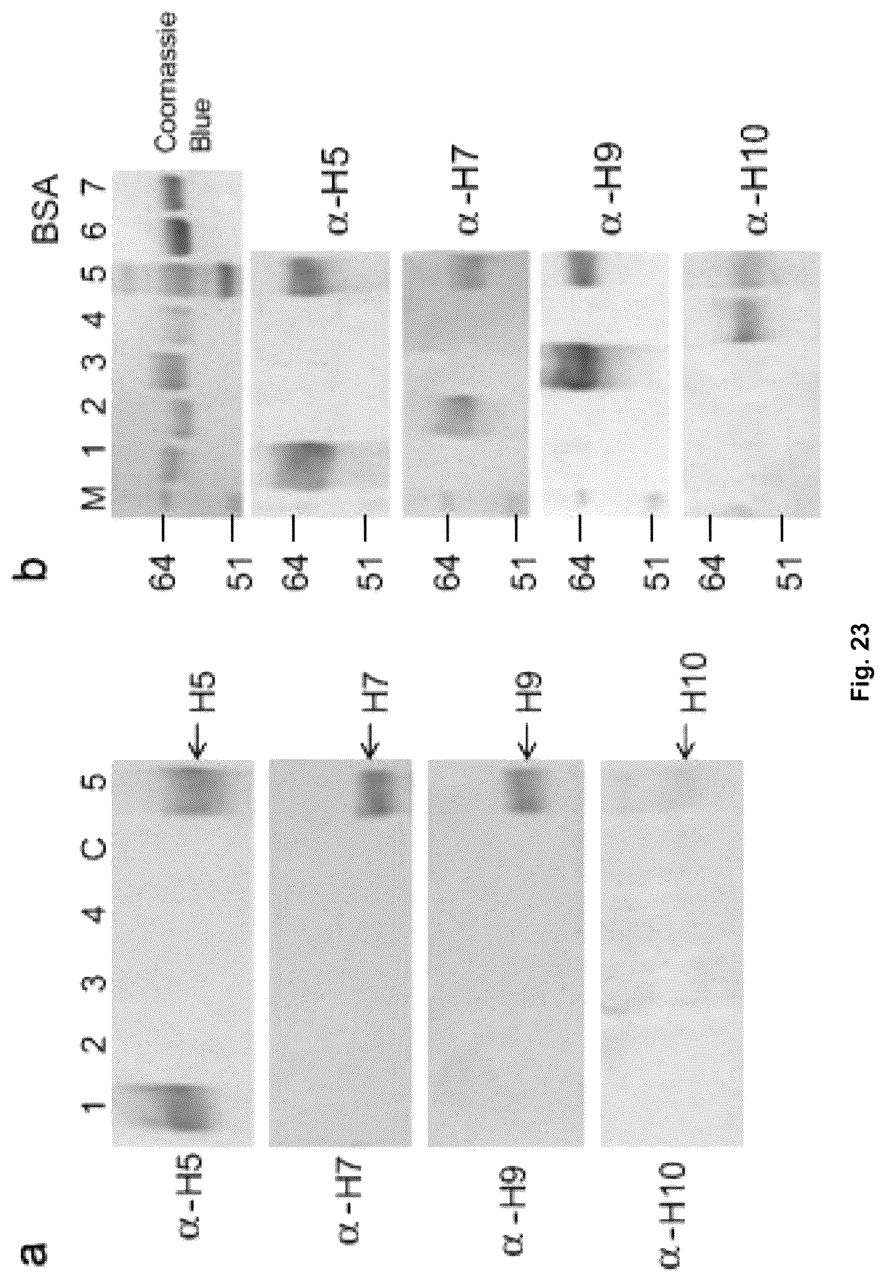 Patent US12303560 Figure 14 – Recombinant bovine immunodeficiency virus-like particles comprising an influenza HA transmembrane domain and C-terminus