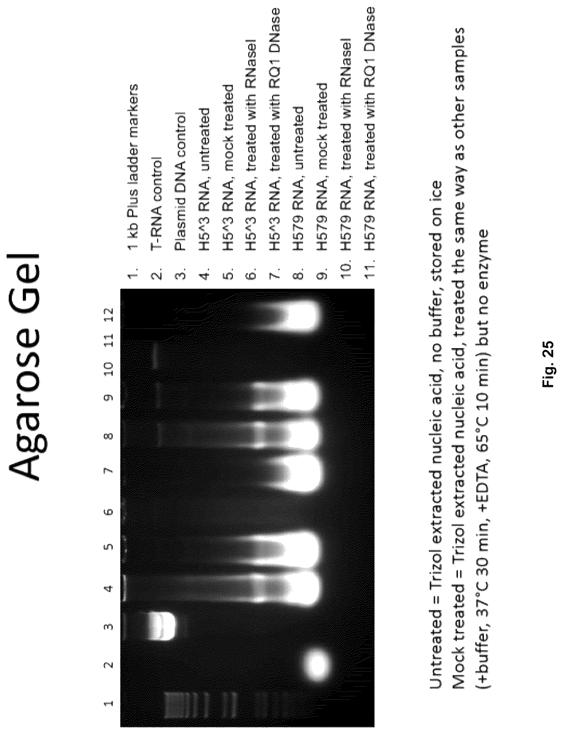 Patent US12303560 Figure 16 – Recombinant bovine immunodeficiency virus-like particles comprising an influenza HA transmembrane domain and C-terminus