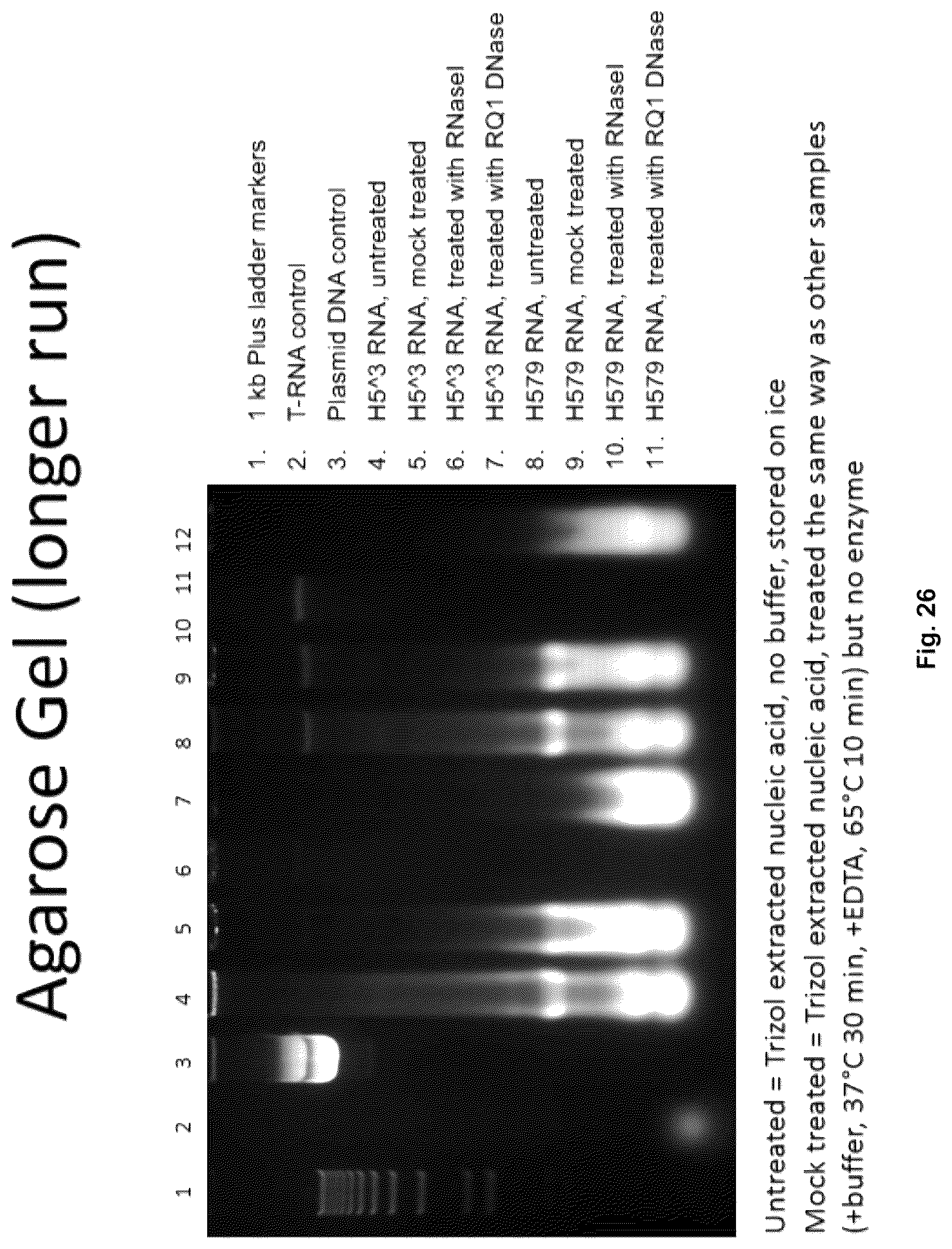 Patent US12303560 Figure 17 – Recombinant bovine immunodeficiency virus-like particles comprising an influenza HA transmembrane domain and C-terminus
