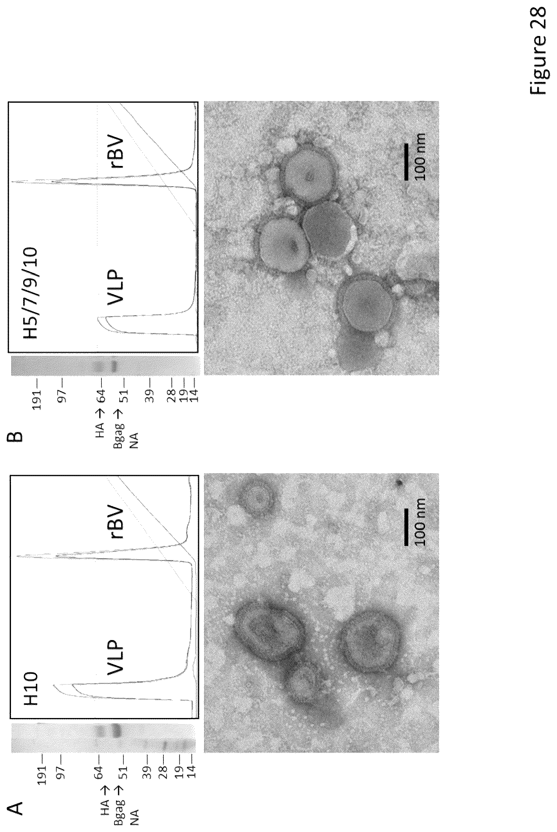 Patent US12303560 Figure 19 – Recombinant bovine immunodeficiency virus-like particles comprising an influenza HA transmembrane domain and C-terminus