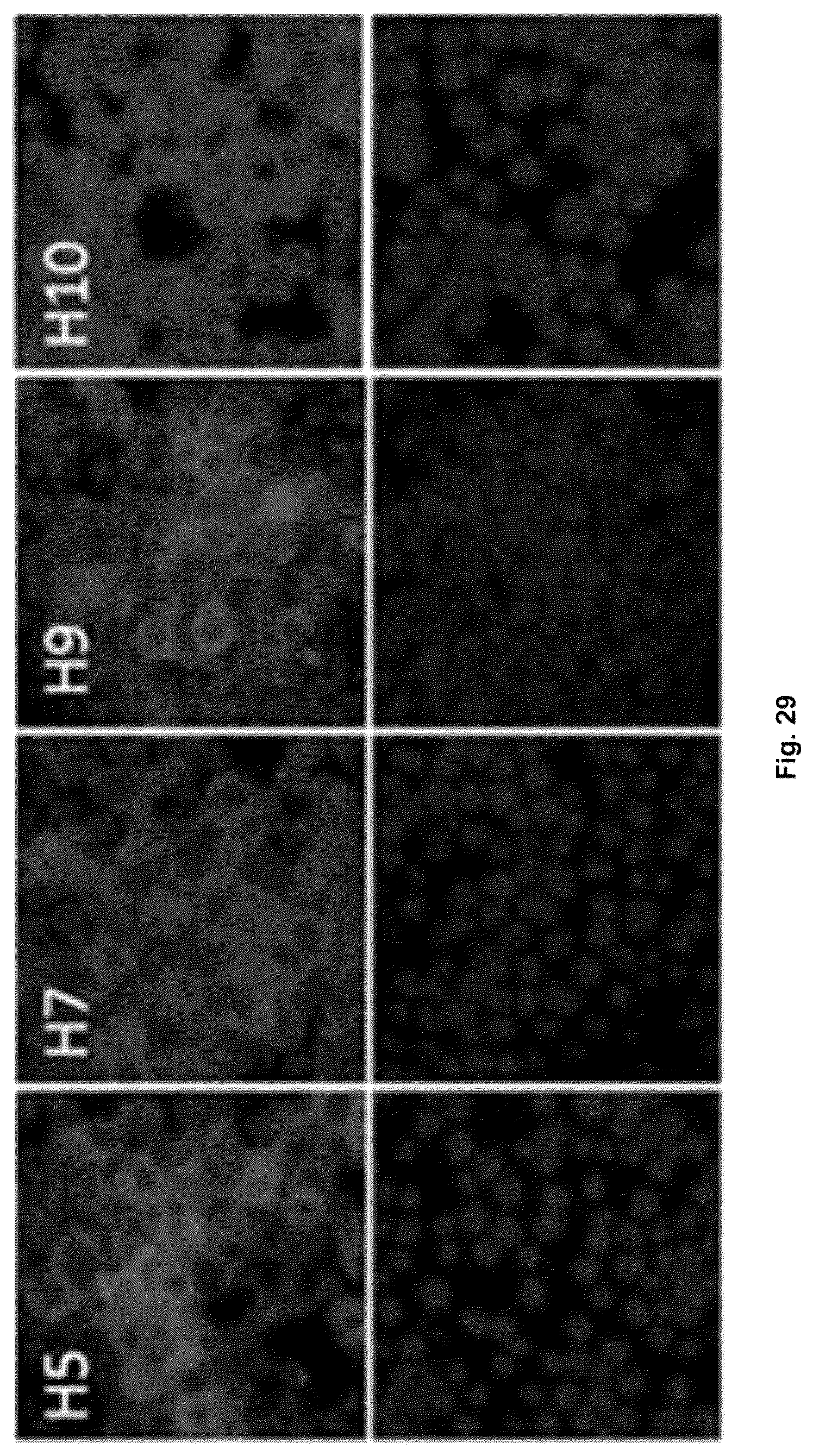 Patent US12303560 Figure 20 – Recombinant bovine immunodeficiency virus-like particles comprising an influenza HA transmembrane domain and C-terminus