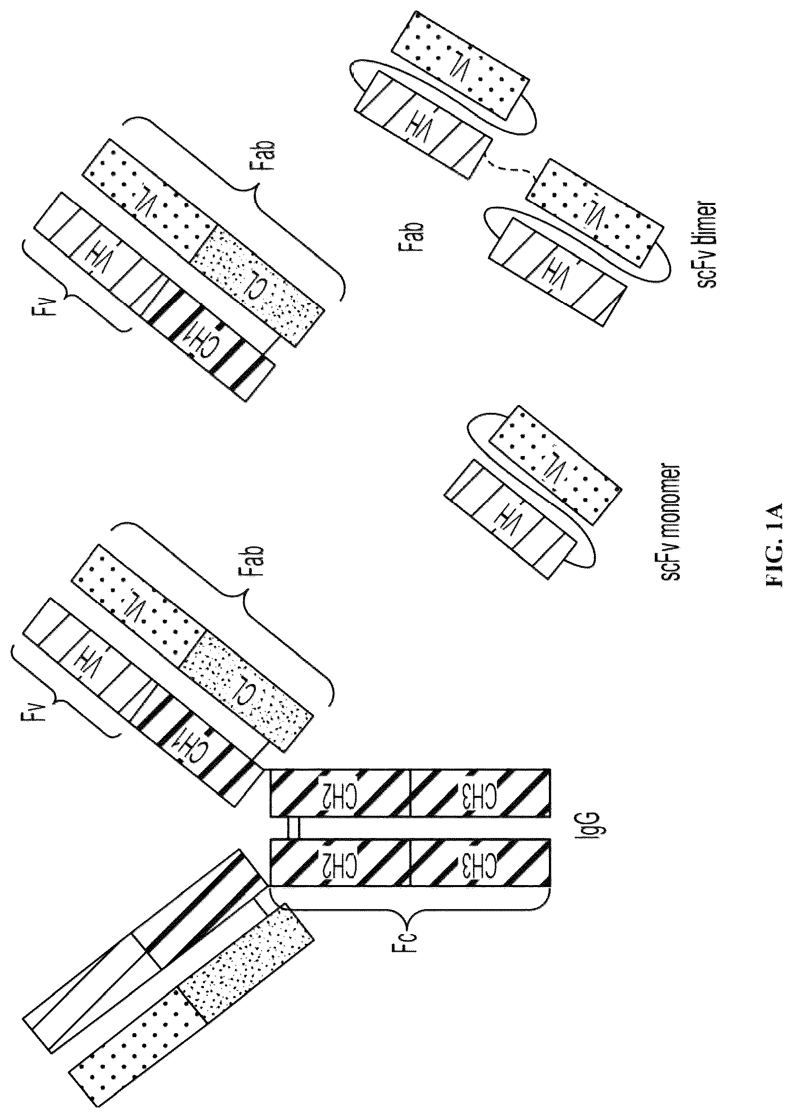 Patent US12303562 Figure 1 – Anti-LAM and anti-PIM6/LAM monoclonal antibodies for diagnosis and treatment of Mycobacterium tuberculosis infections