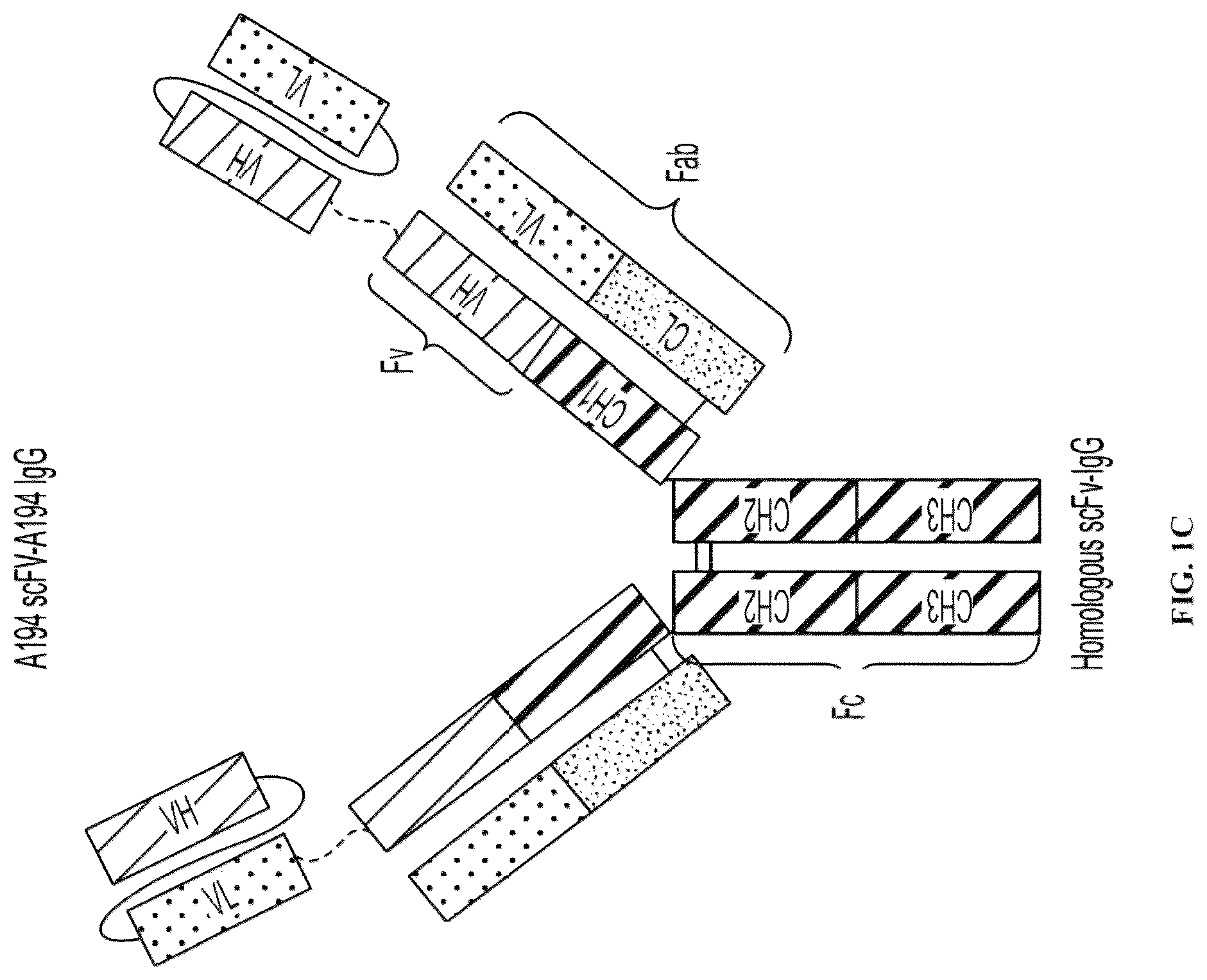 Patent US12303562 Figure 3 – Anti-LAM and anti-PIM6/LAM monoclonal antibodies for diagnosis and treatment of Mycobacterium tuberculosis infections
