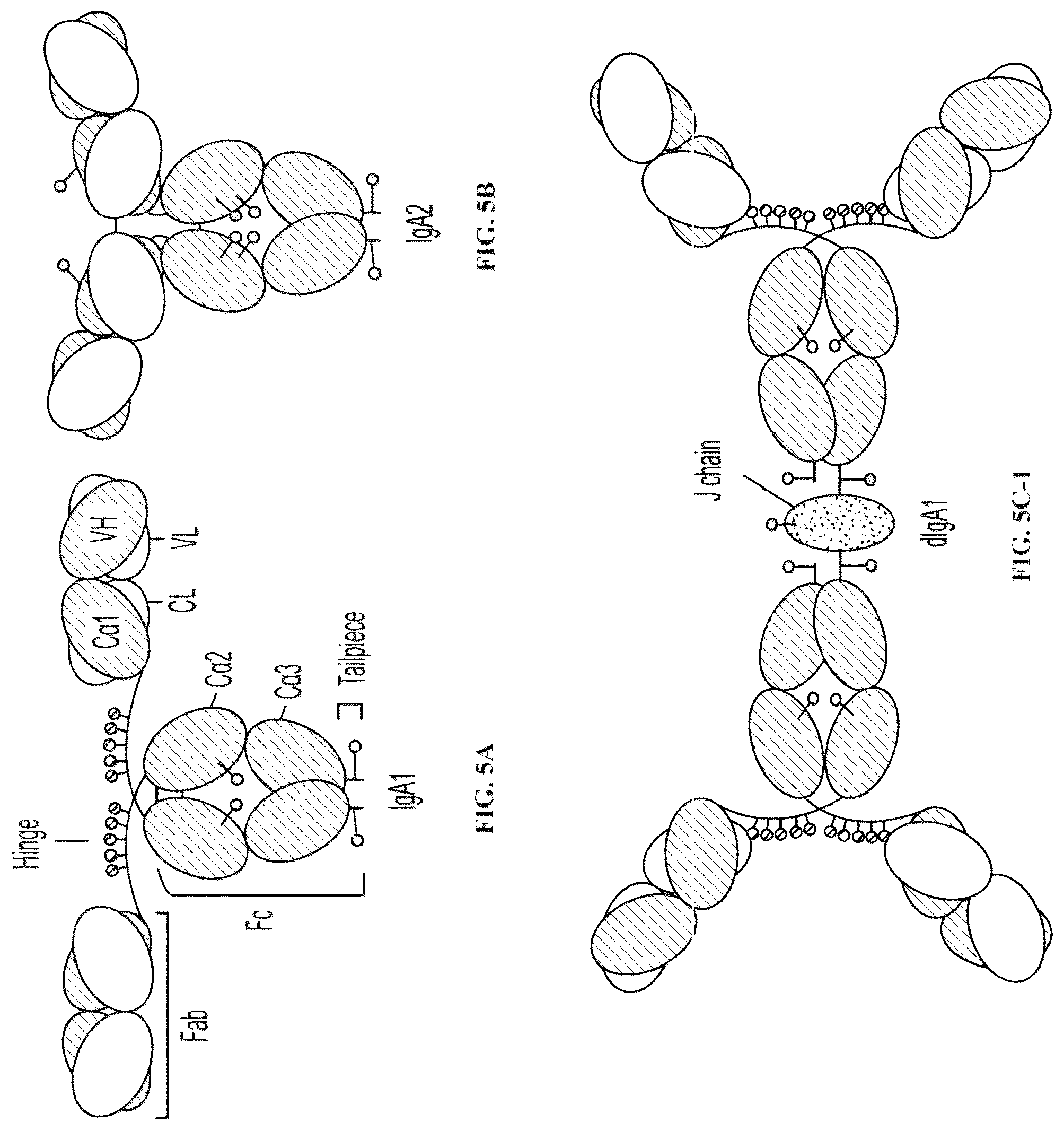 Patent US12303562 Figure 12 – Anti-LAM and anti-PIM6/LAM monoclonal antibodies for diagnosis and treatment of Mycobacterium tuberculosis infections