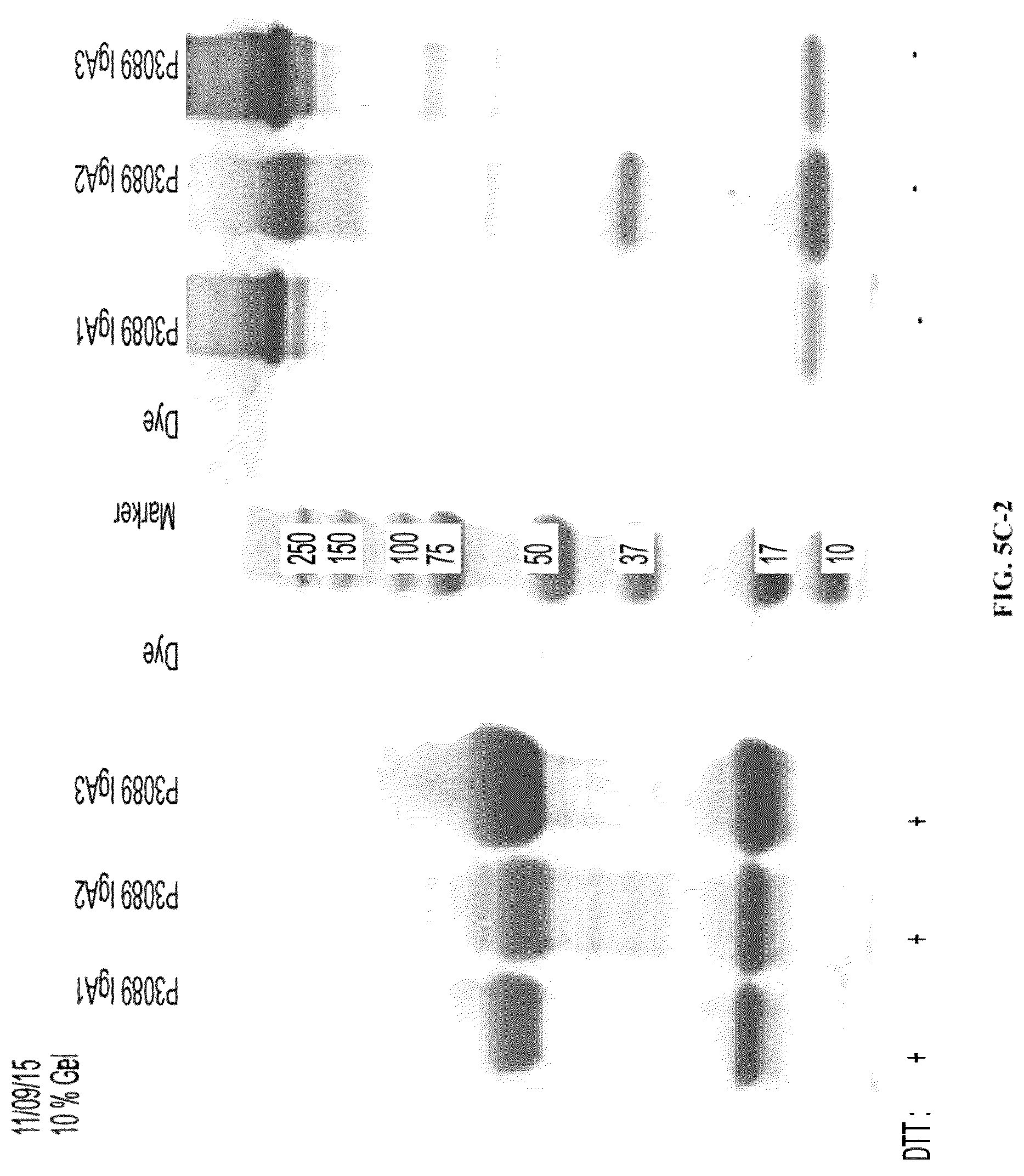 Patent US12303562 Figure 13 – Anti-LAM and anti-PIM6/LAM monoclonal antibodies for diagnosis and treatment of Mycobacterium tuberculosis infections