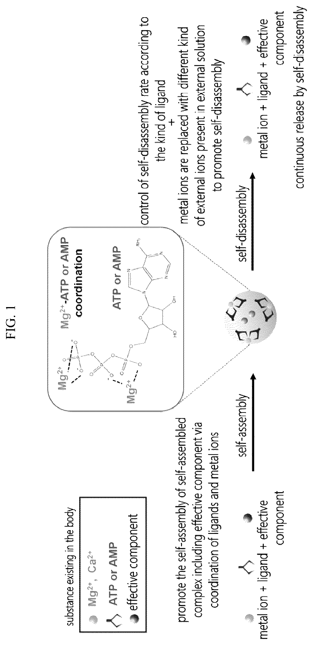 Patent US12303565 Figure 1 – Self-assembled complex containing magnesium ion