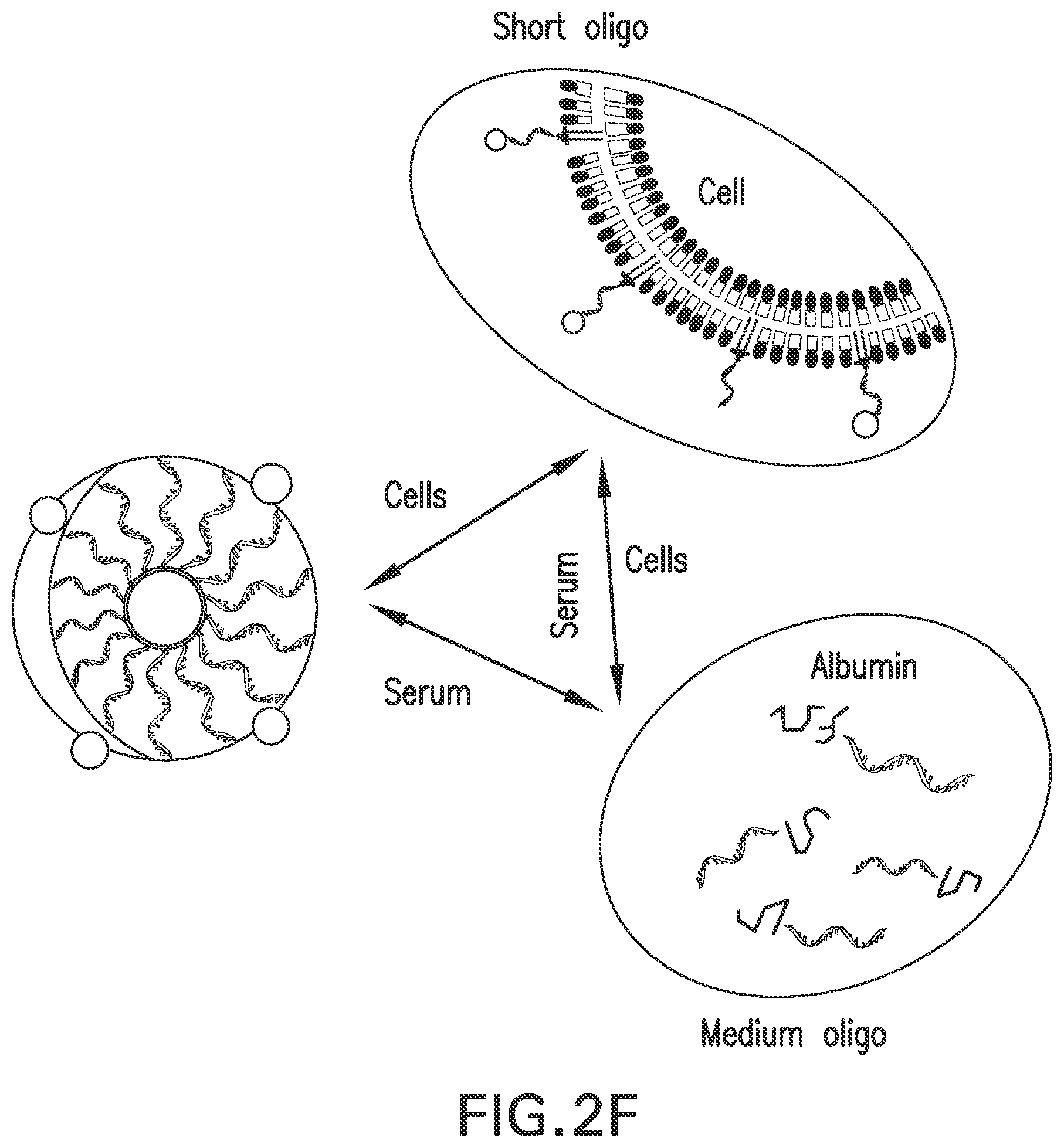 Patent US12303566 Figure 9 – Immunostimulatory compositions and methods of use thereof