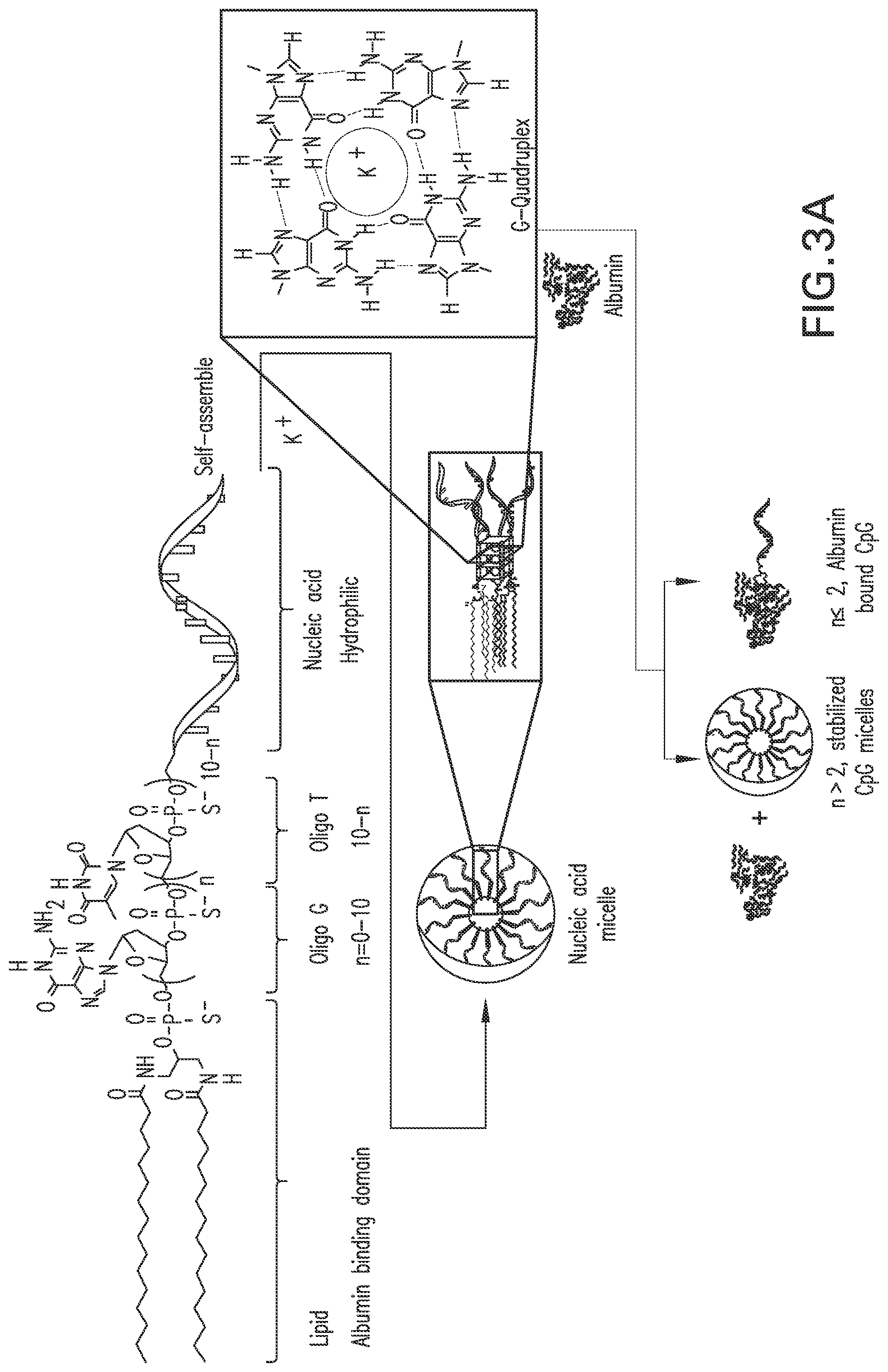 Patent US12303566 Figure 12 – Immunostimulatory compositions and methods of use thereof