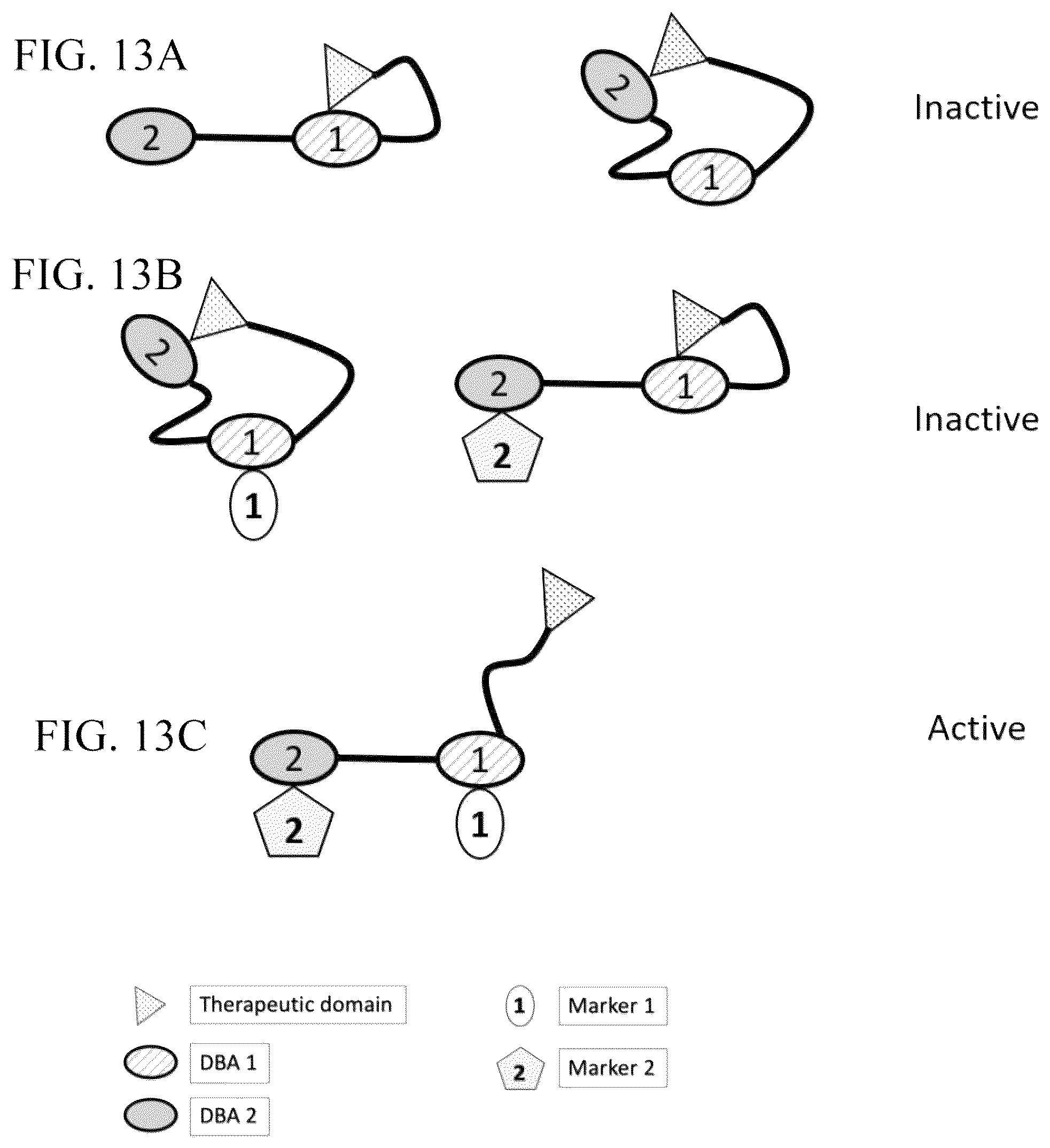 Patent US12303567 Figure 13 – Compositions of protein complexes and methods of use thereof