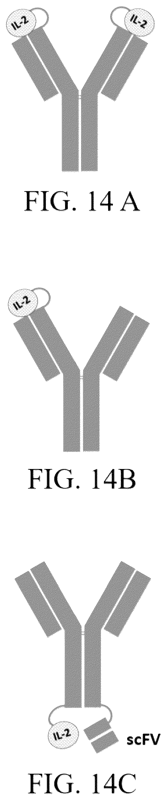 Patent US12303567 Figure 14 – Compositions of protein complexes and methods of use thereof