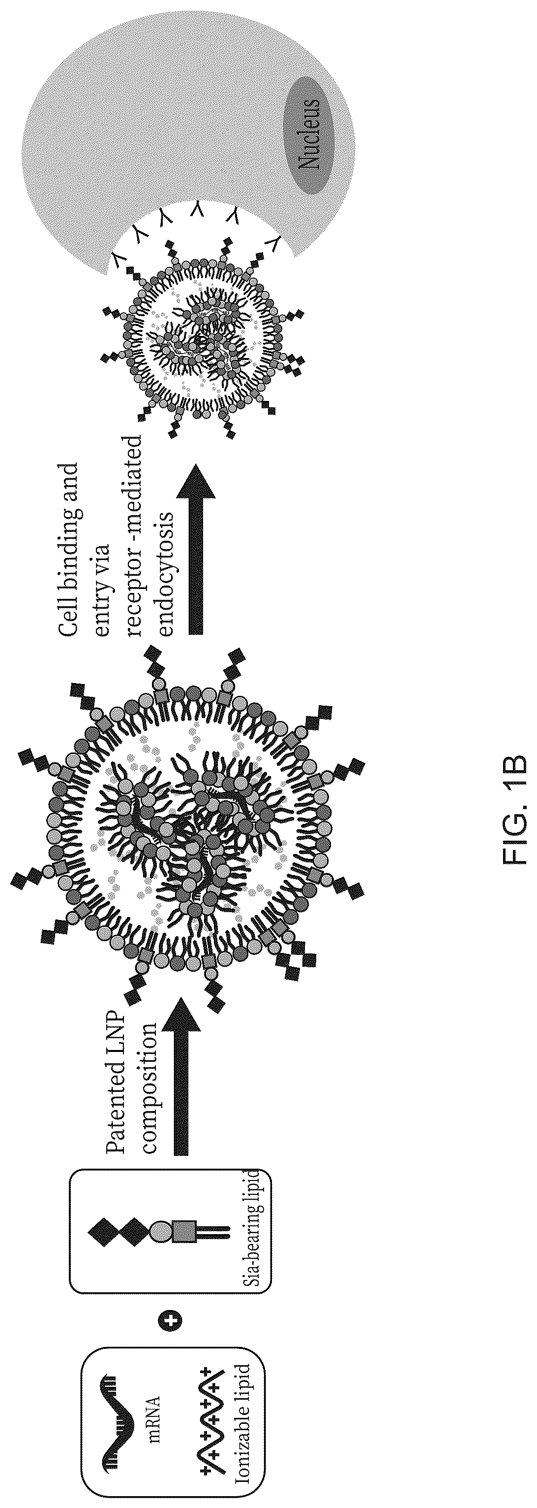 Patent US12303569 Figure 2 – Lipid nanoparticle compositions and uses thereof