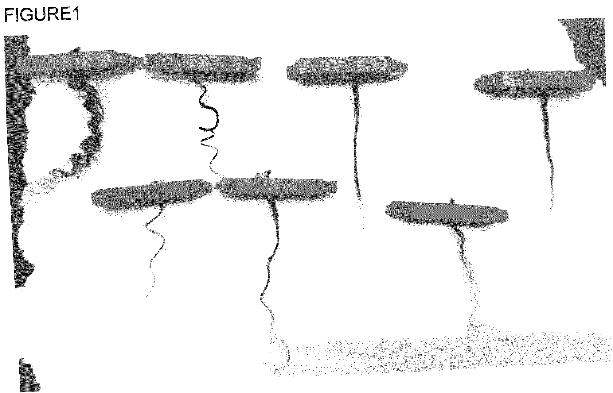 Patent US12303583 Figure 1 – Compositions and method of use for hair straightening and shaping