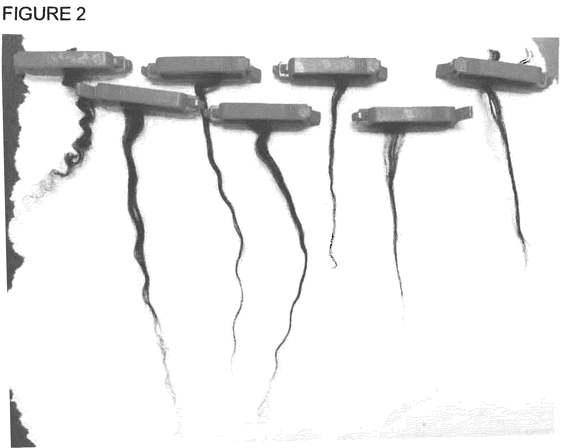 Patent US12303583 Figure 2 – Compositions and method of use for hair straightening and shaping