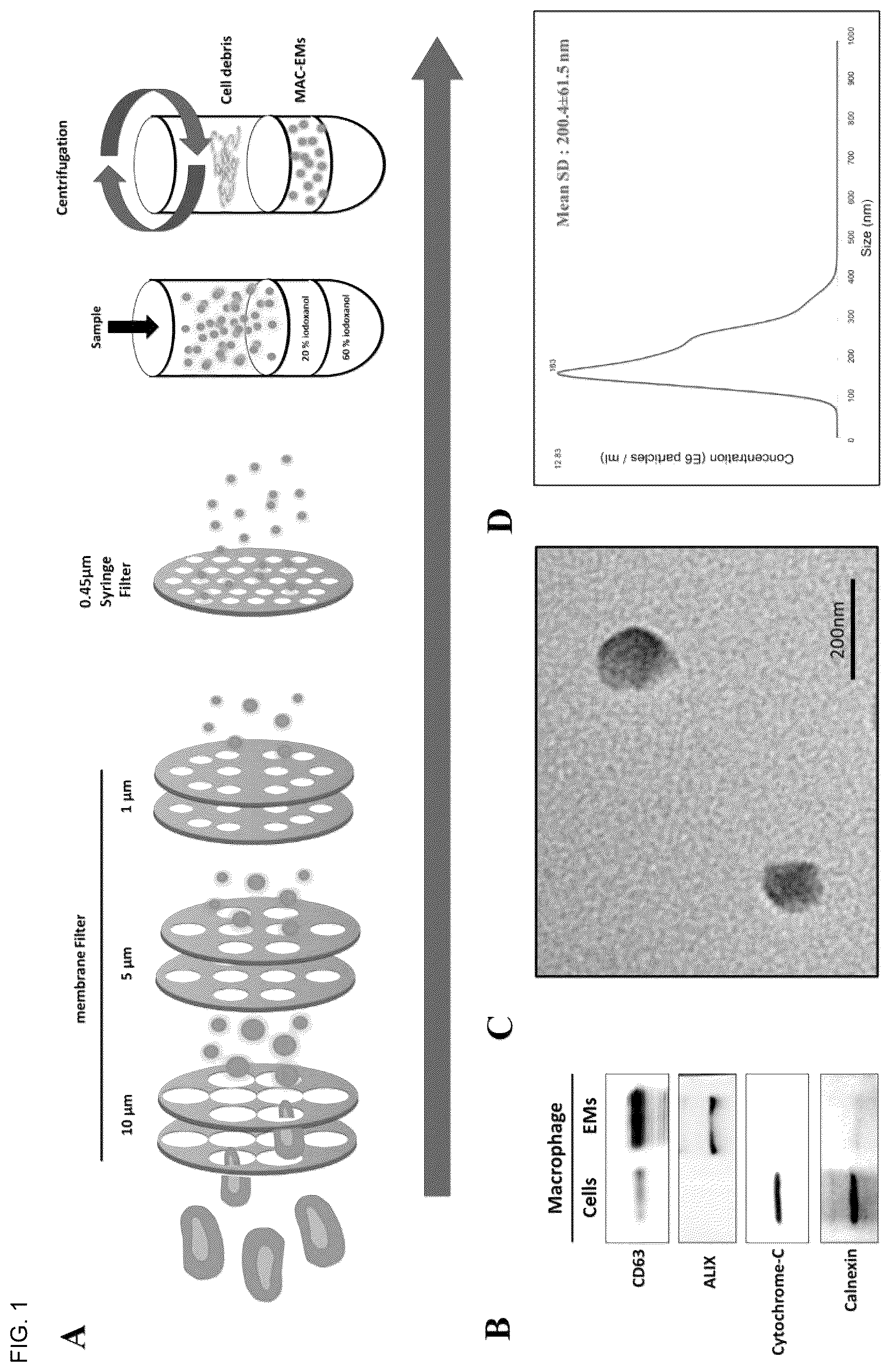 Patent US12303589 — Composition for hair regeneration comprising macrophage-derived extracellular vesicle mimetics — Figure 1