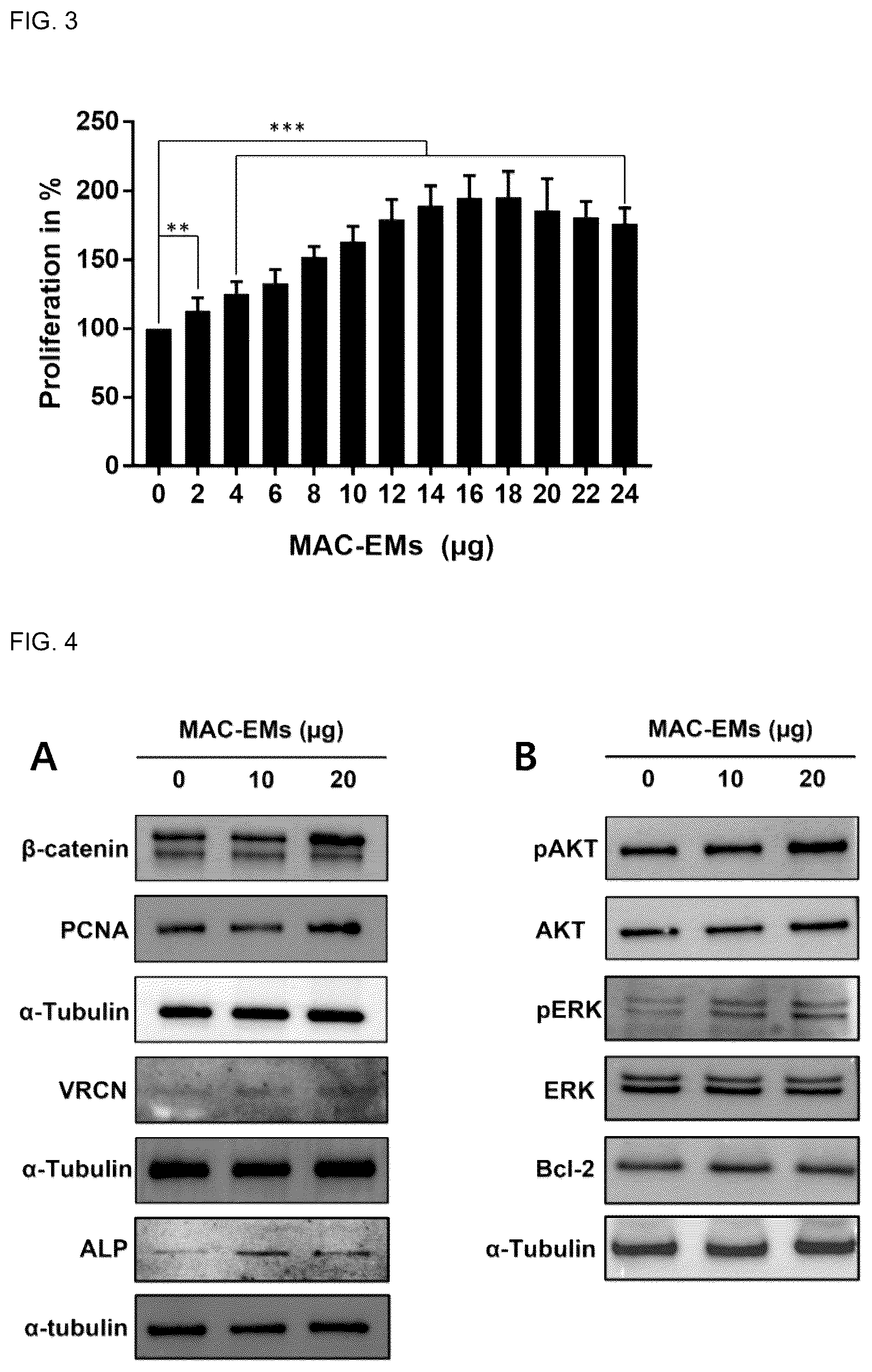 Patent US12303589 Figure 3 – Composition for hair regeneration comprising macrophage-derived extracellular vesicle mimetics
