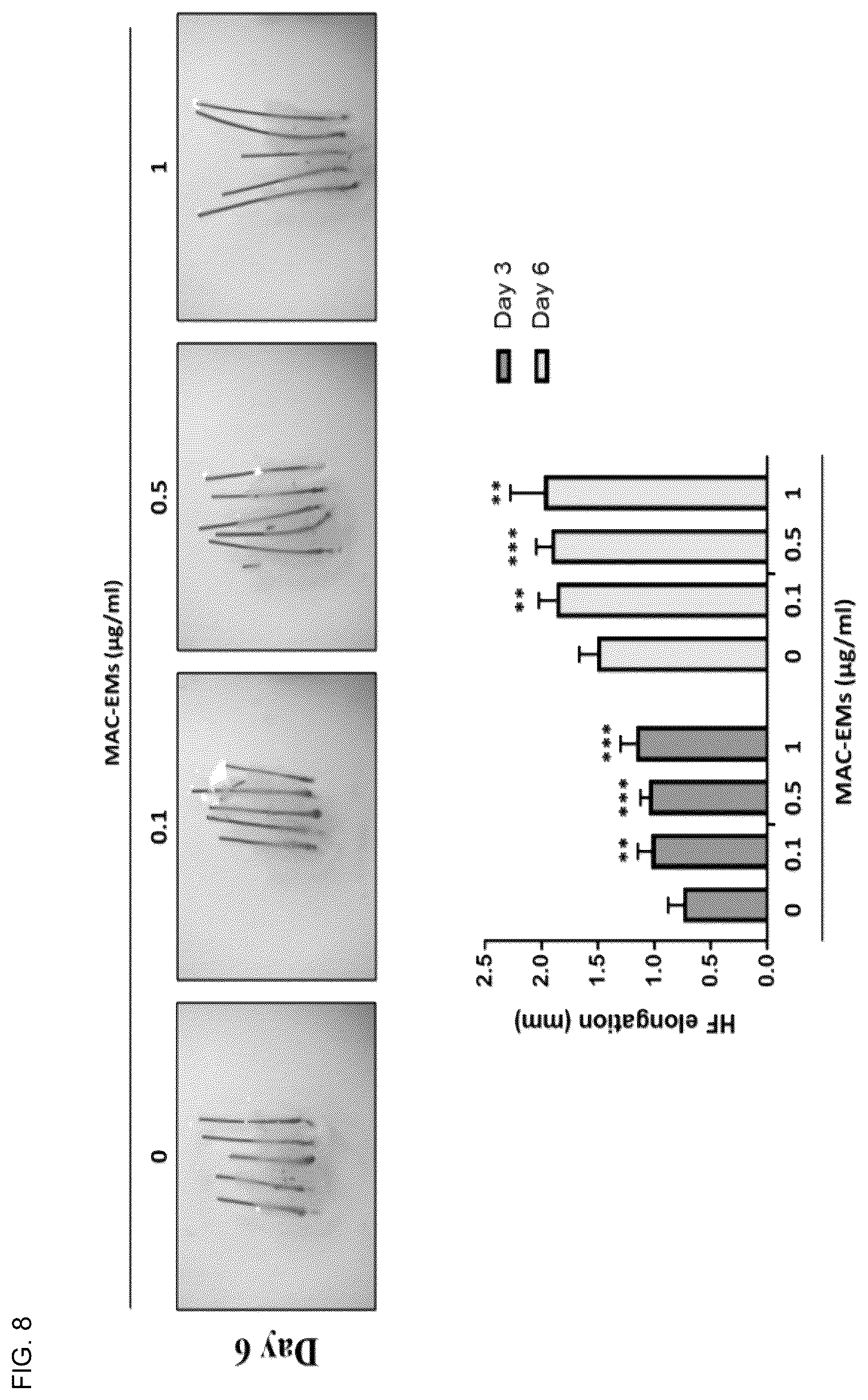 Patent US12303589 Figure 7 – Composition for hair regeneration comprising macrophage-derived extracellular vesicle mimetics