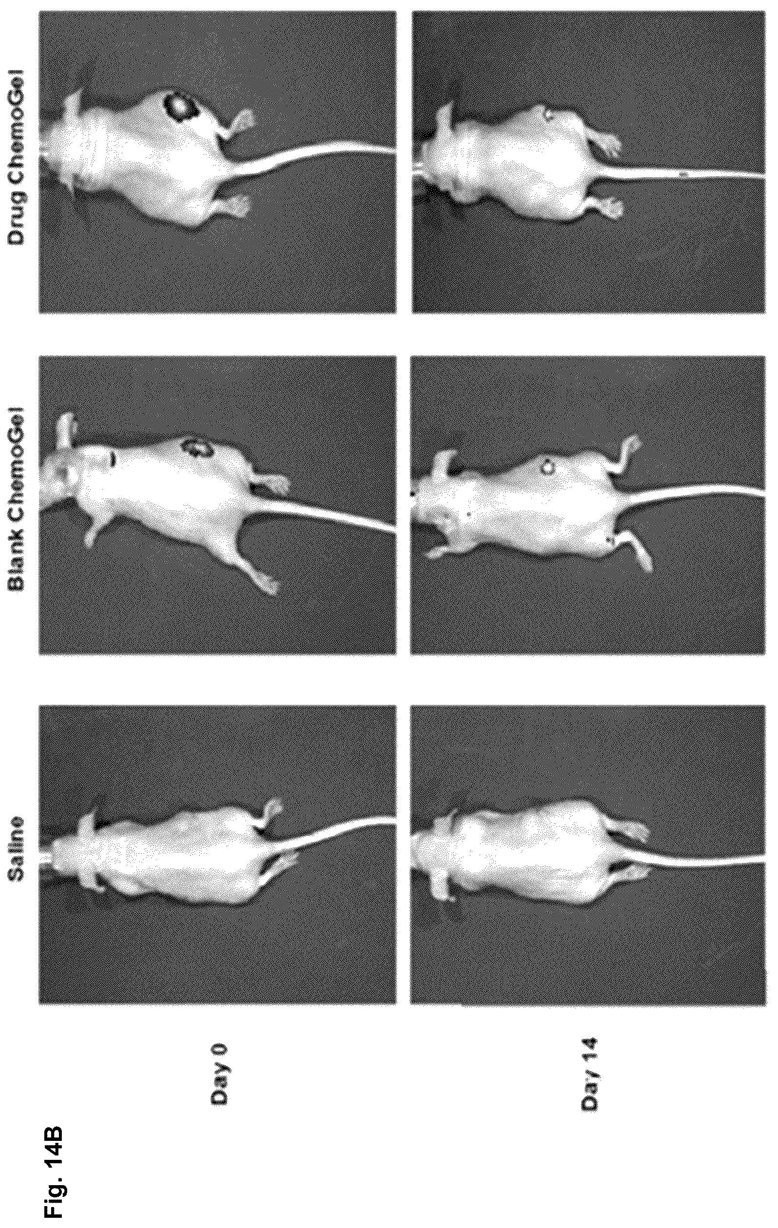 Patent US12303596 Figure 11 – Thermo-responsive hydrogel for intratumoral administration as a treatment in solid tumor cancers