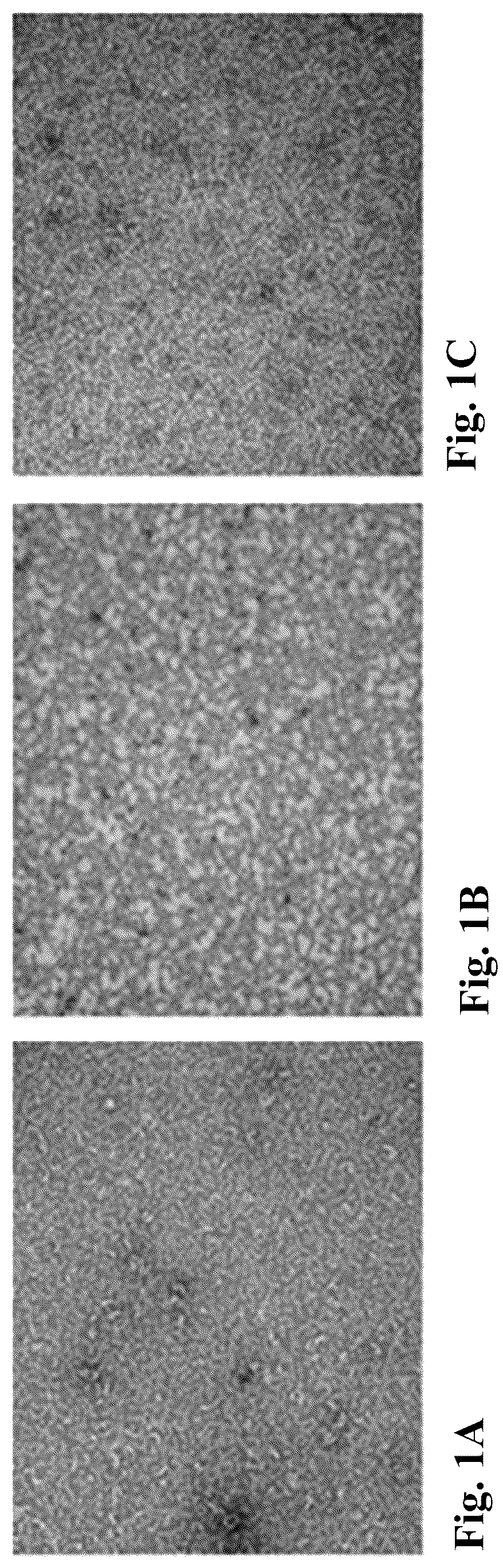 Patent US12303602 Figure 1 – Compositions, methods and uses for thermally stable multi-targeted antigens