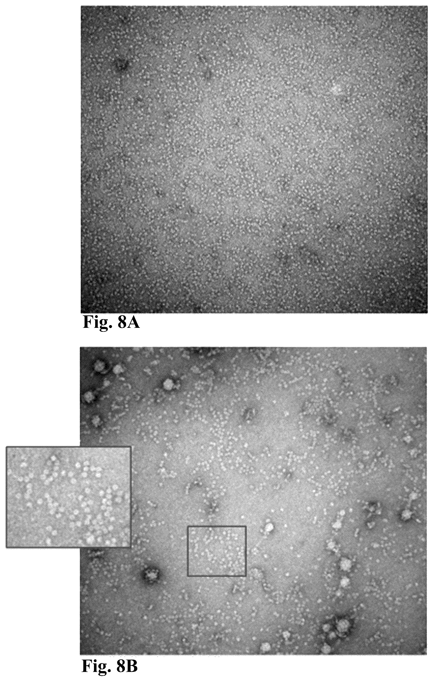 Patent US12303602 Figure 12 – Compositions, methods and uses for thermally stable multi-targeted antigens