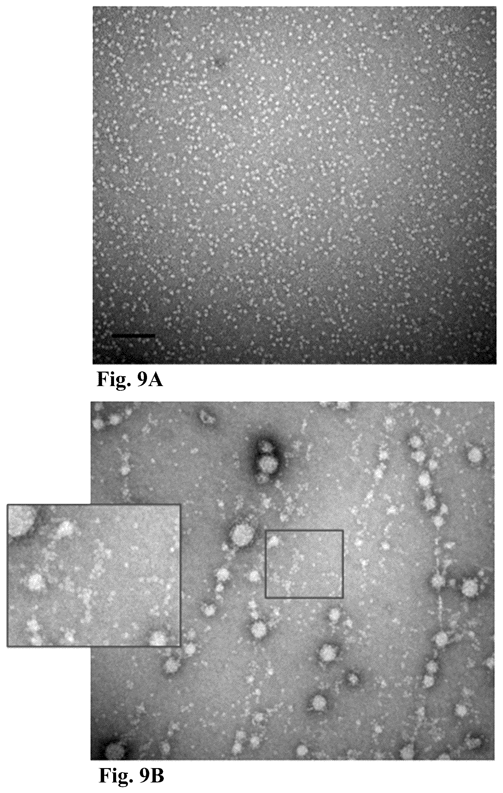Patent US12303602 Figure 13 – Compositions, methods and uses for thermally stable multi-targeted antigens