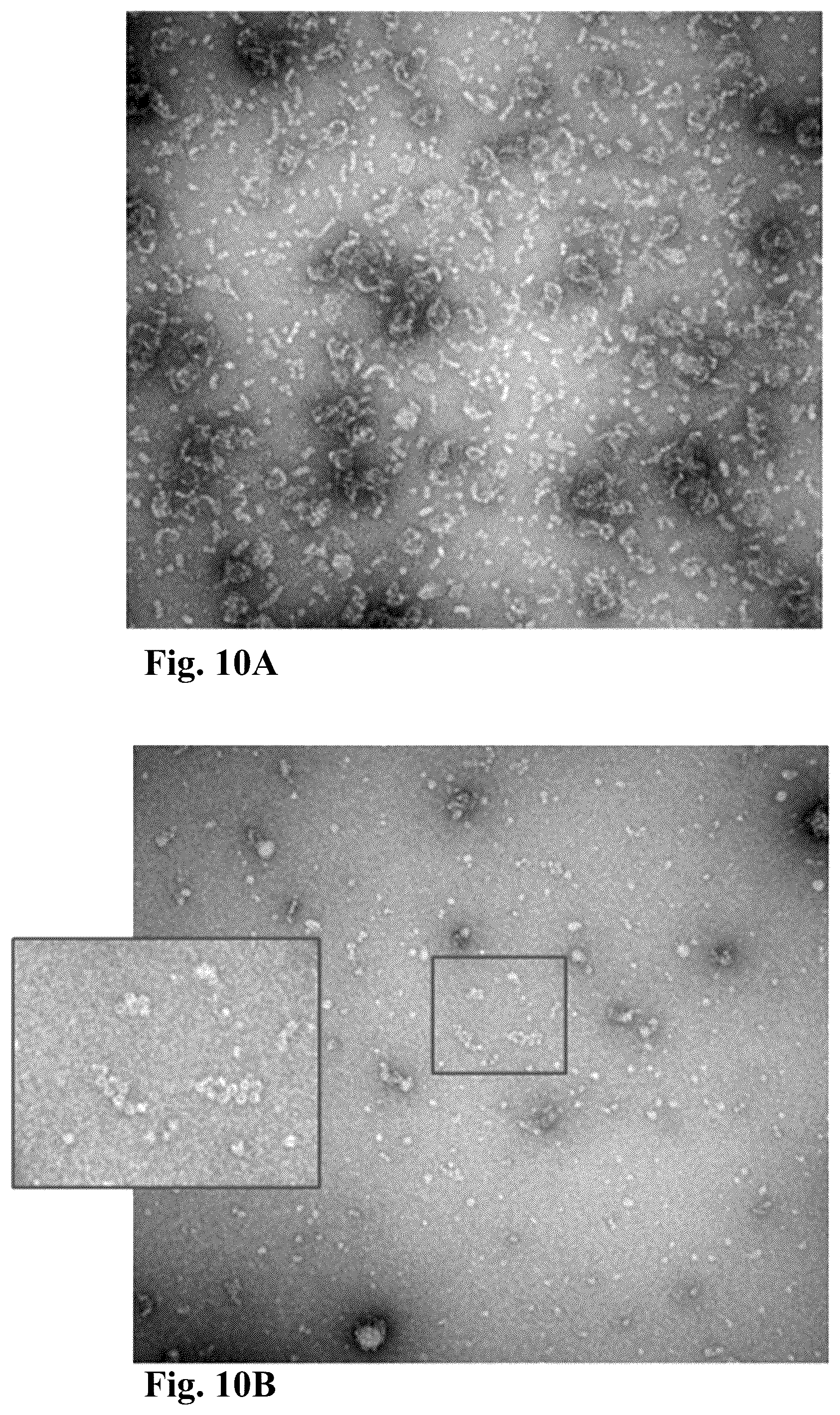 Patent US12303602 Figure 14 – Compositions, methods and uses for thermally stable multi-targeted antigens