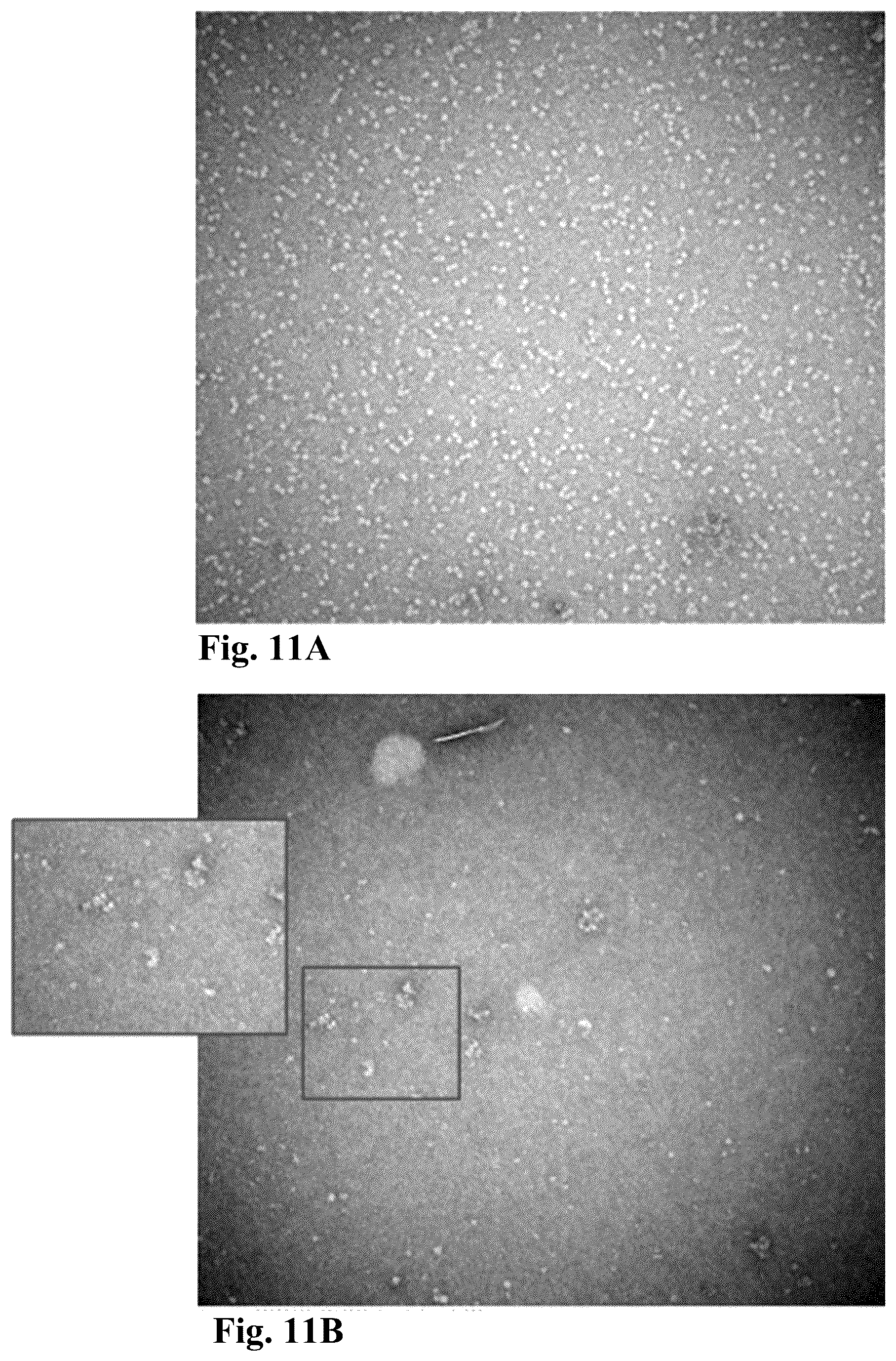 Patent US12303602 Figure 15 – Compositions, methods and uses for thermally stable multi-targeted antigens